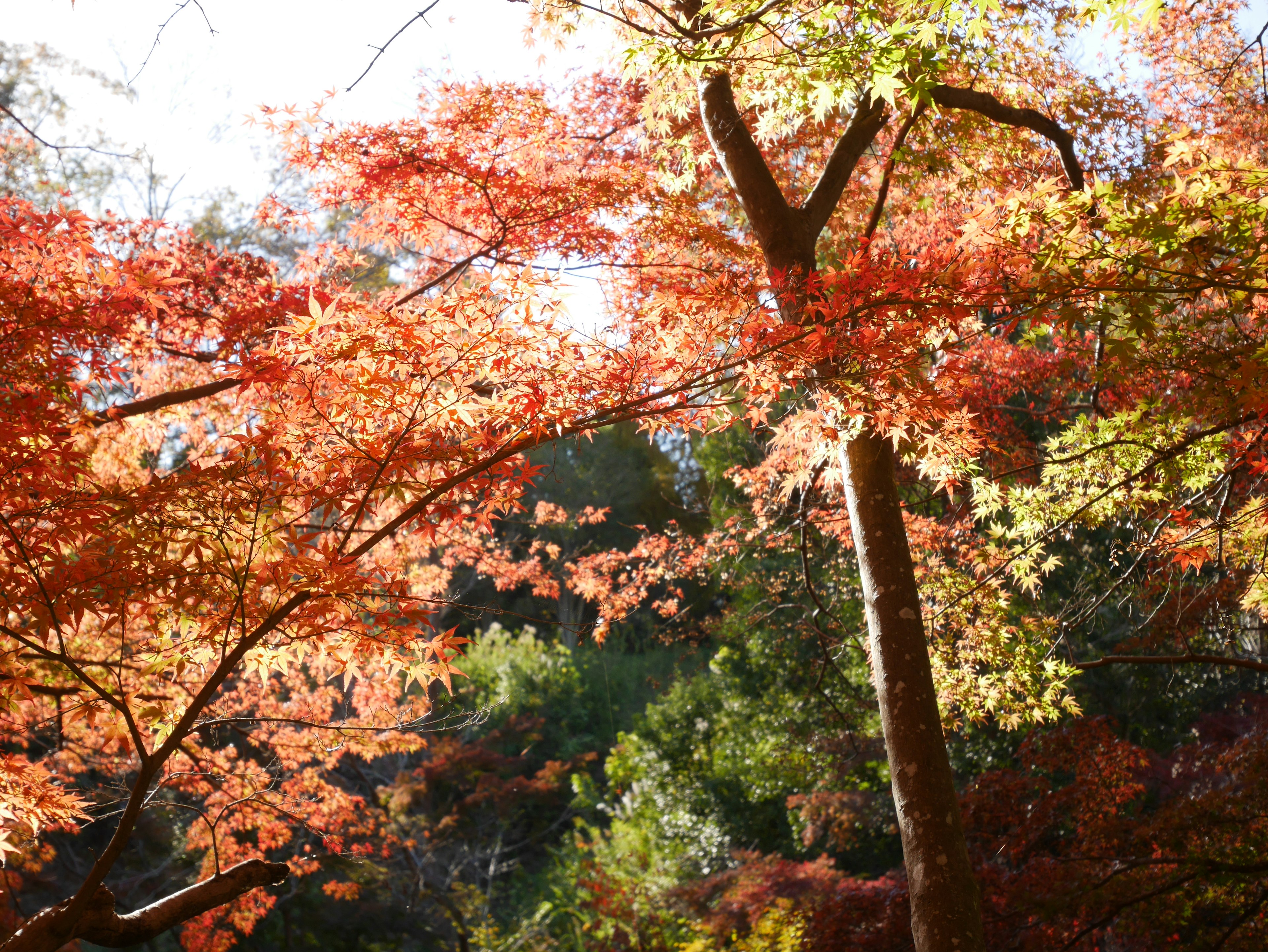 Beautiful forest scene with autumn foliage