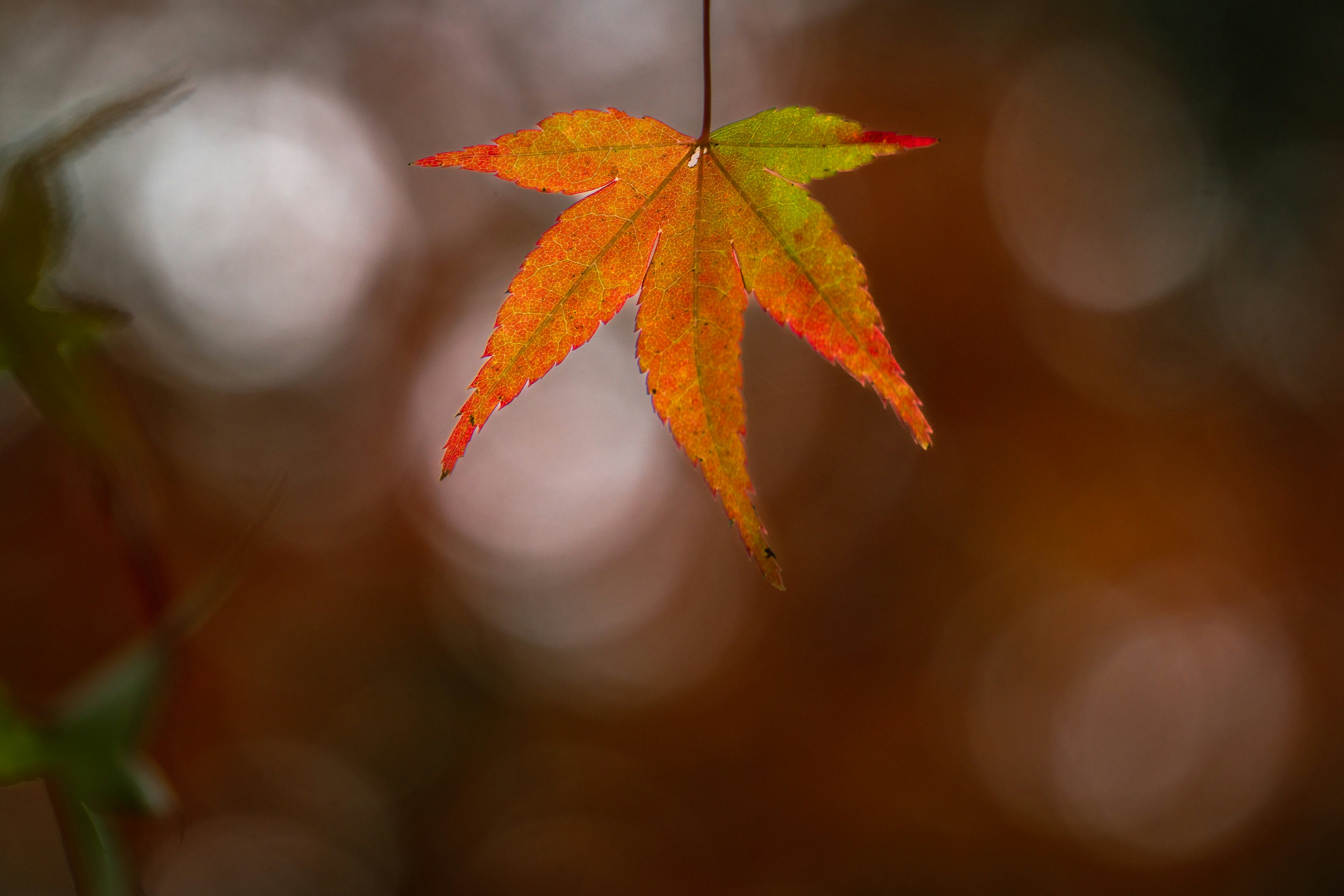 Une feuille d'érable rouge et orange vibrante suspendue devant un fond flou