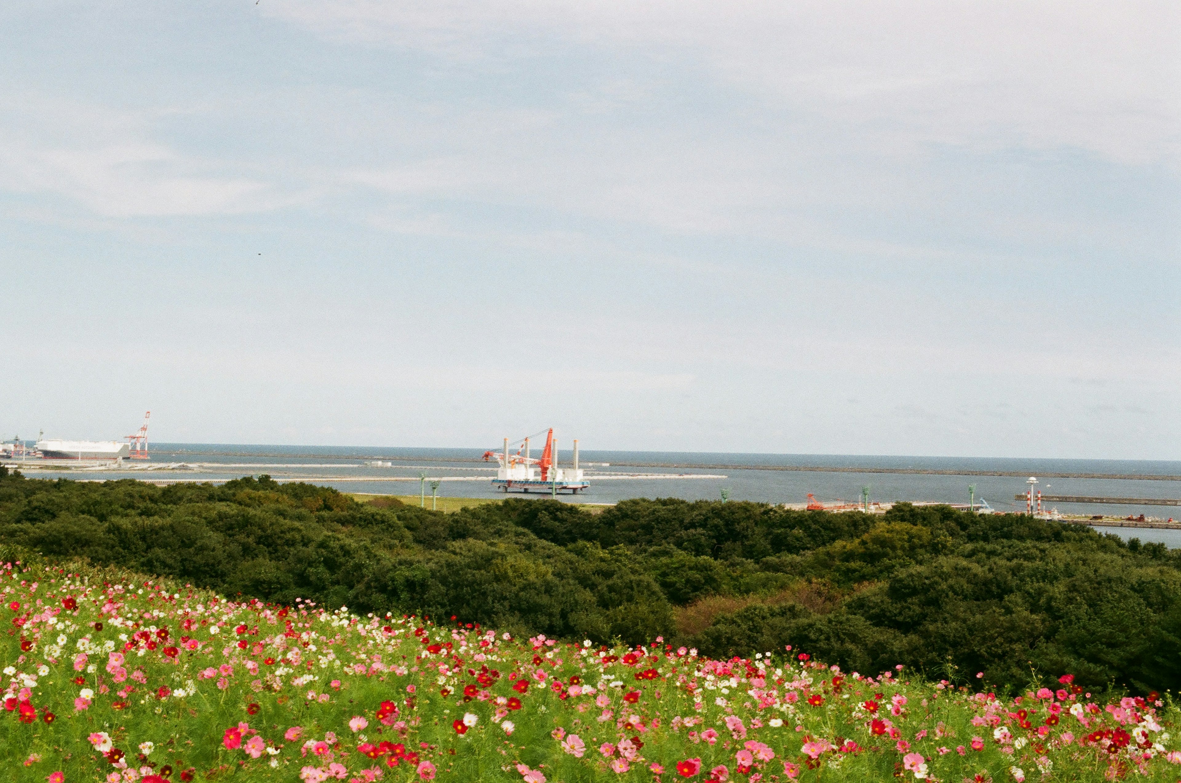 色とりどりの花が咲く丘の上から見える海と船