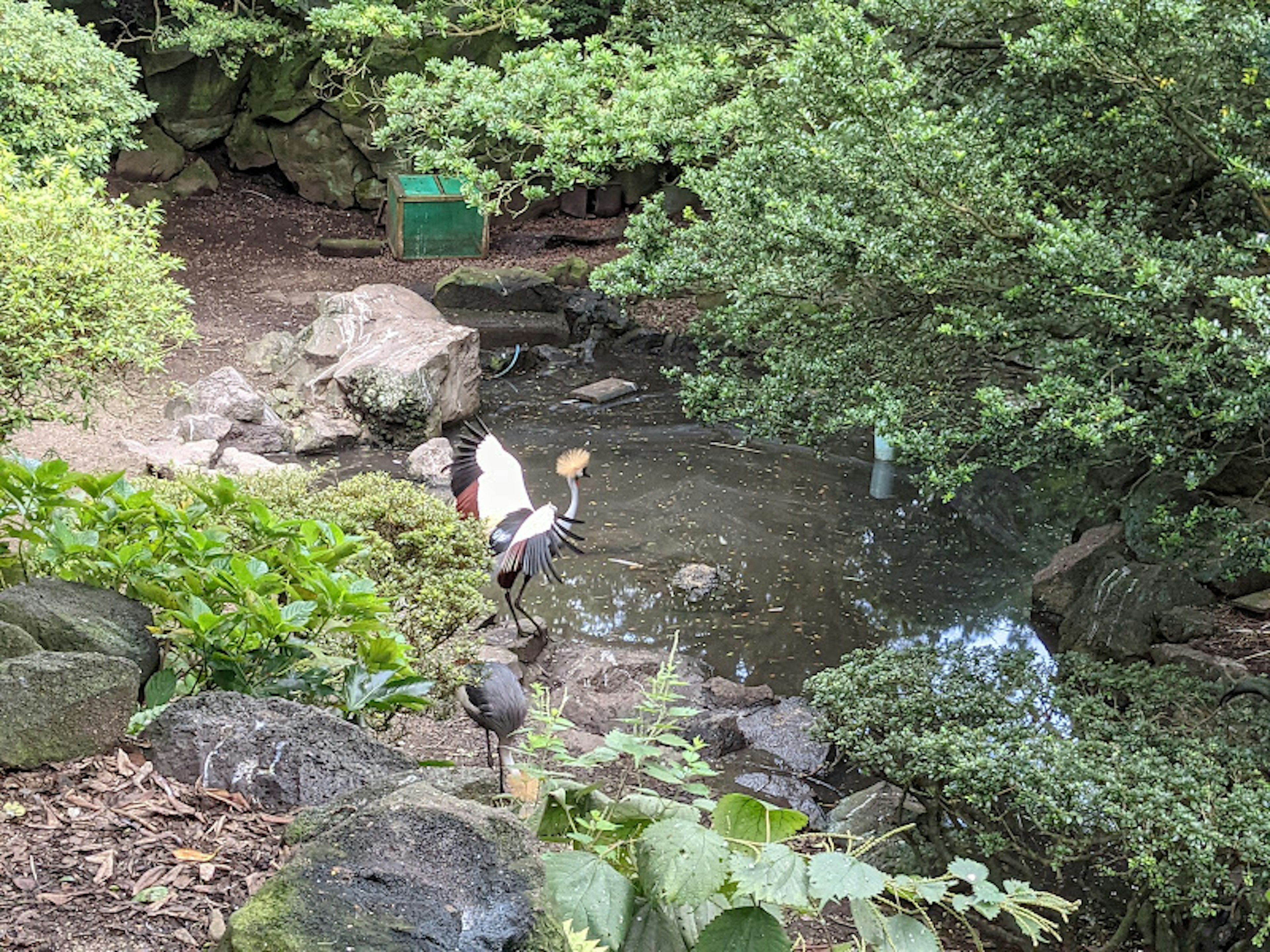 一個被郁郁蔥蔥的綠色植物環繞的寧靜池塘，水邊有一隻白鳥