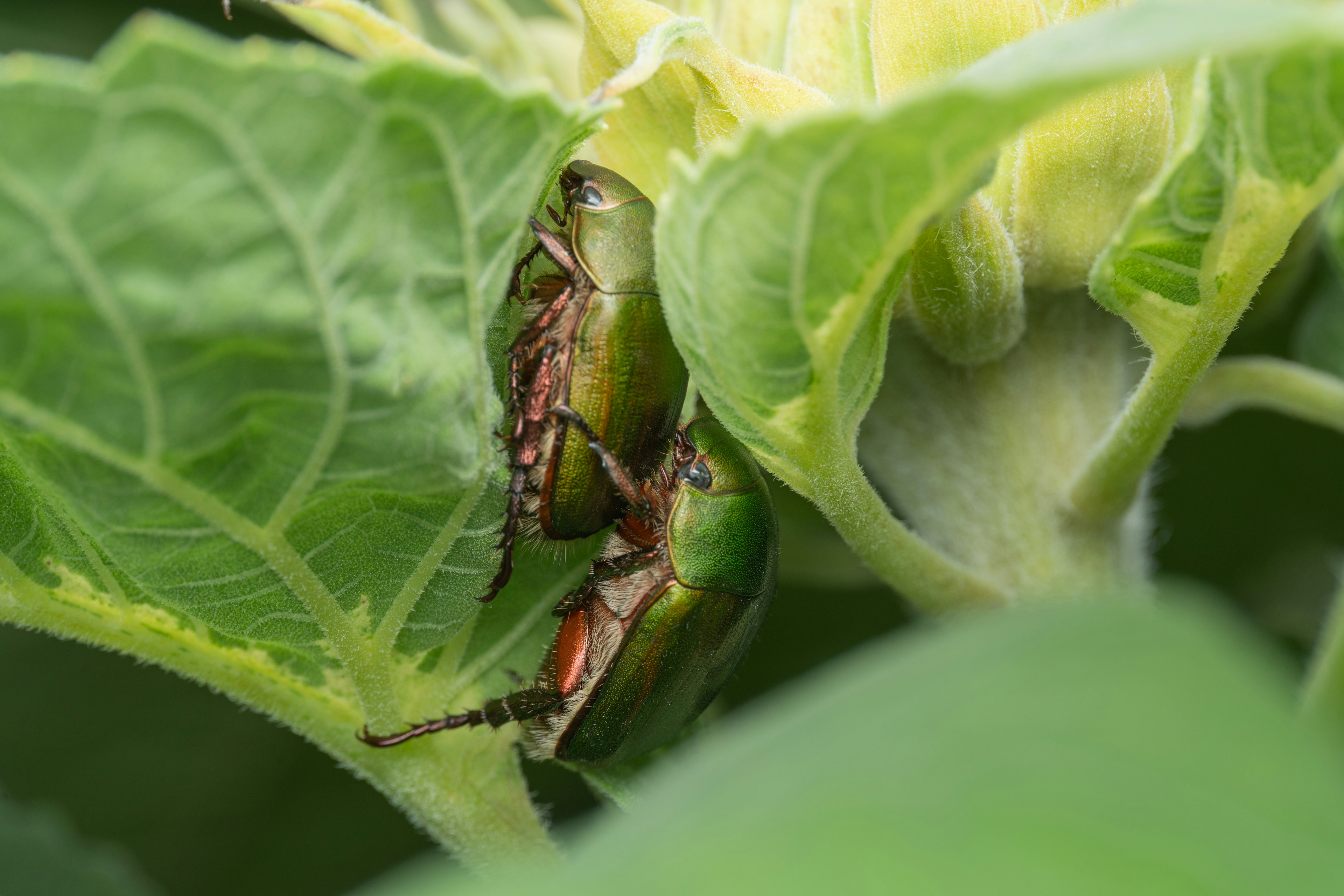 Primer plano de dos insectos sobre hojas verdes