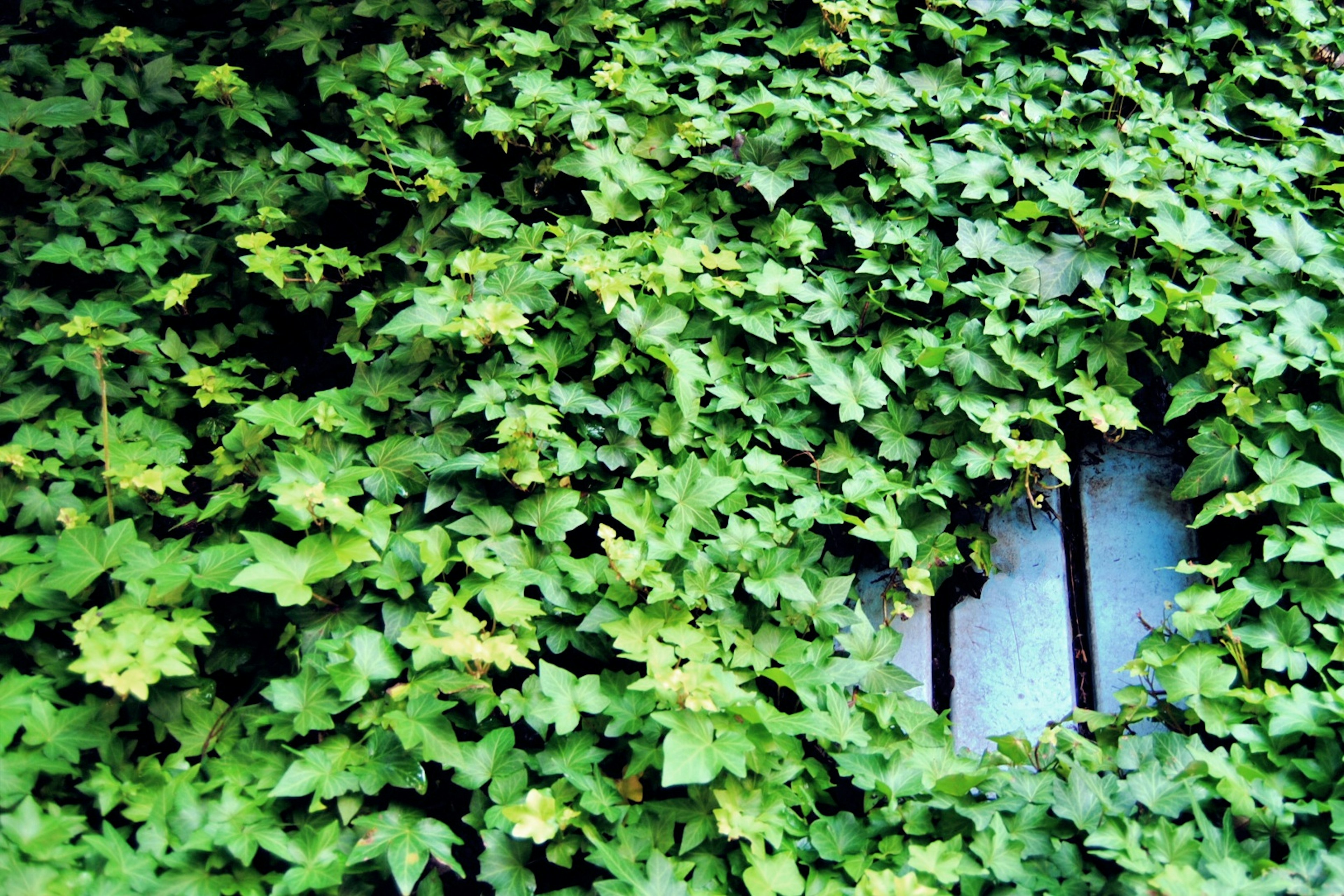 Una pared cubierta de hiedra verde con una ventana parcialmente oculta