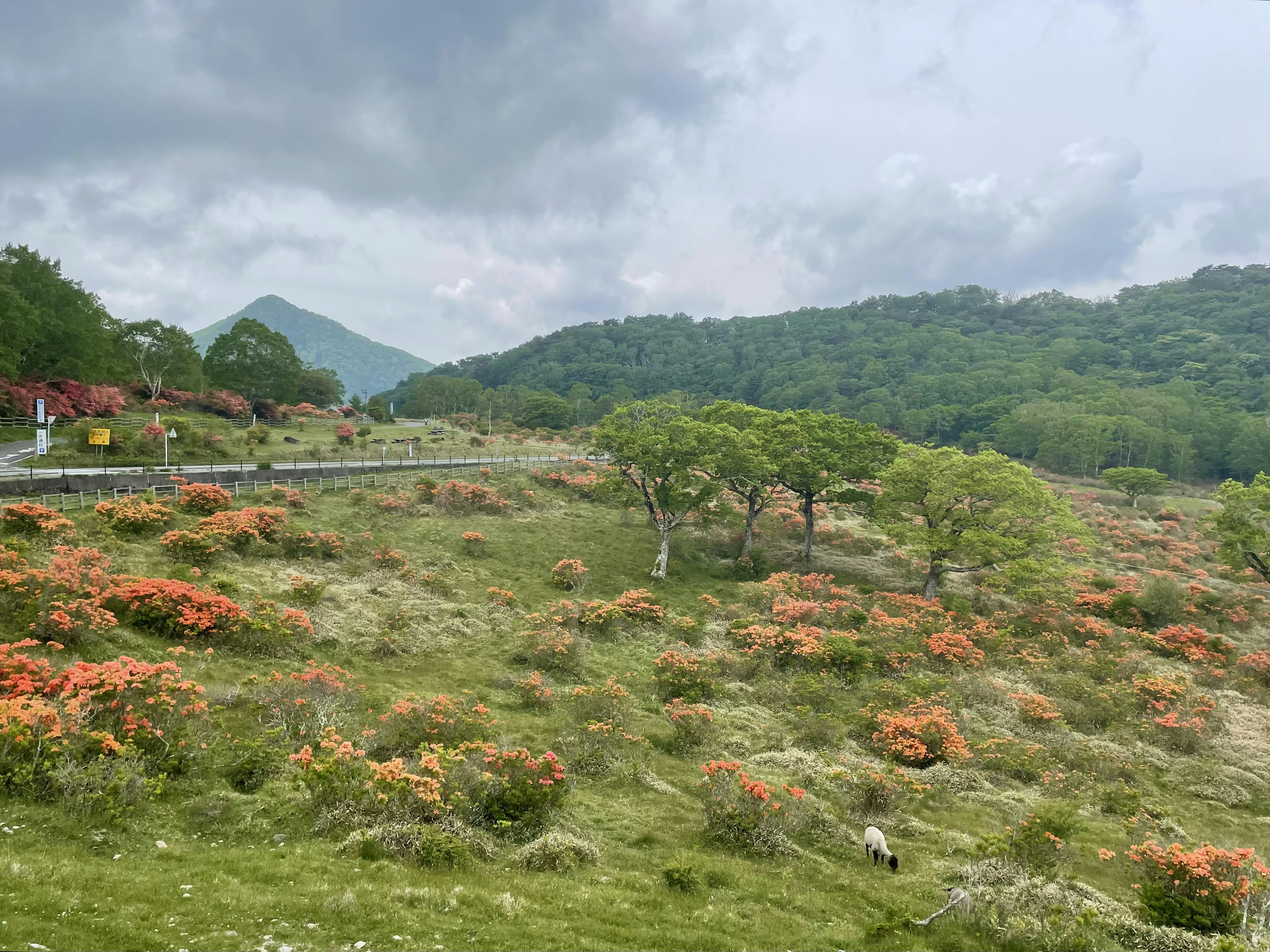 Expansive landscape with orange flowers blooming against green mountains