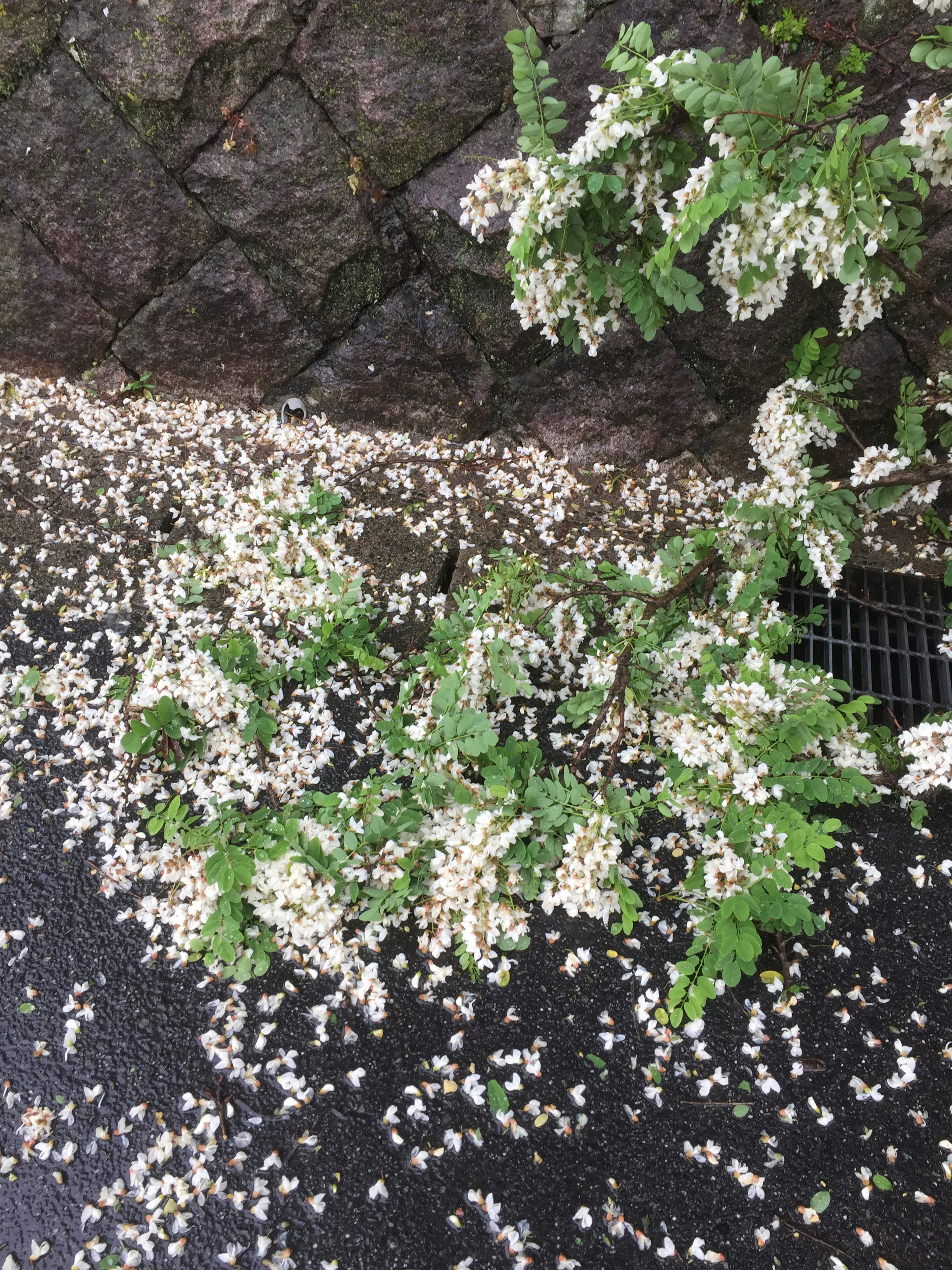 白い花が散りばめられた緑の植物の枝と地面の様子