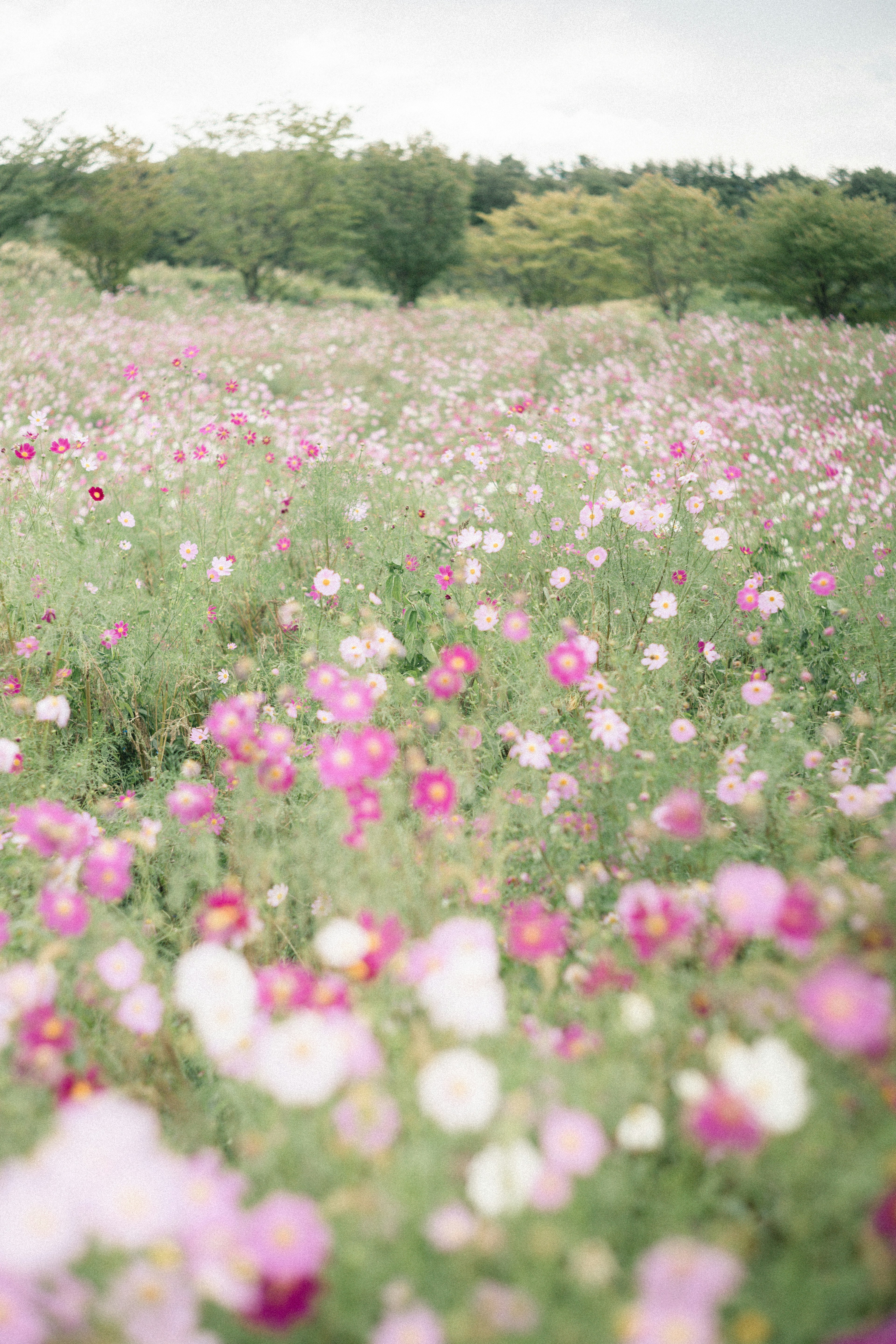 色とりどりのコスモスの花が咲き誇る広い野原