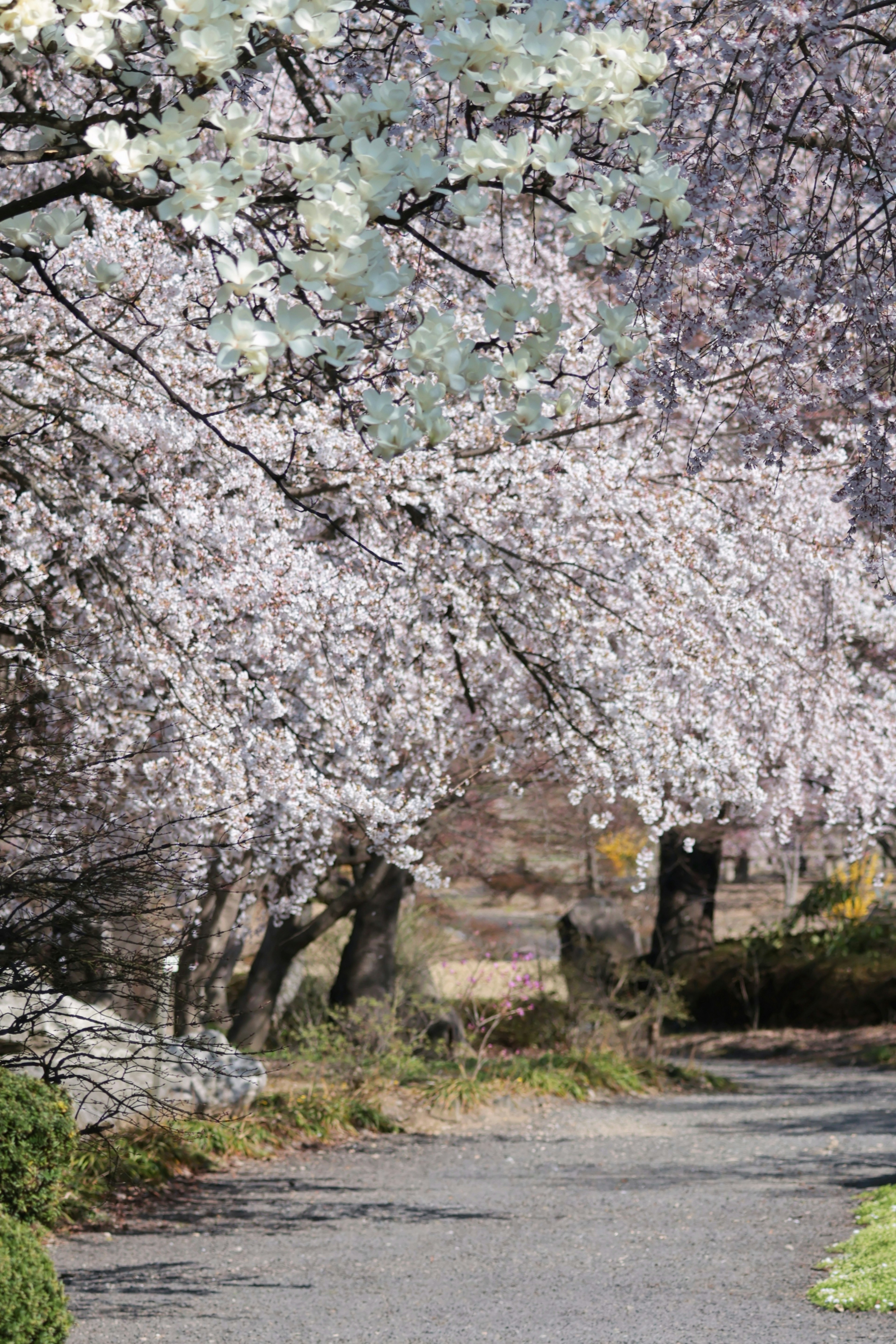 Weg gesäumt von blühenden Kirschbäumen im Frühling