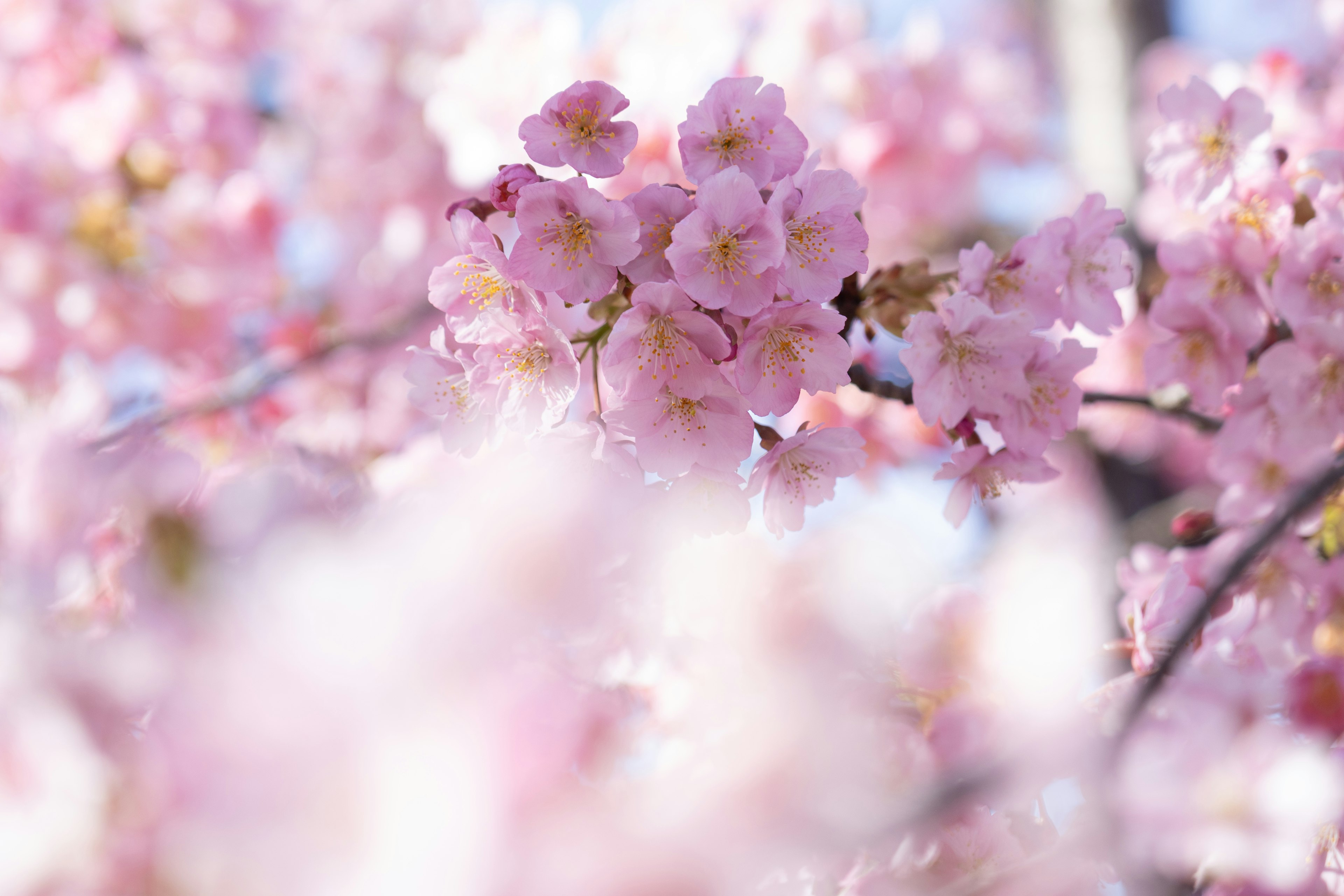 Acercamiento a flores de cerezo en suaves tonos rosados