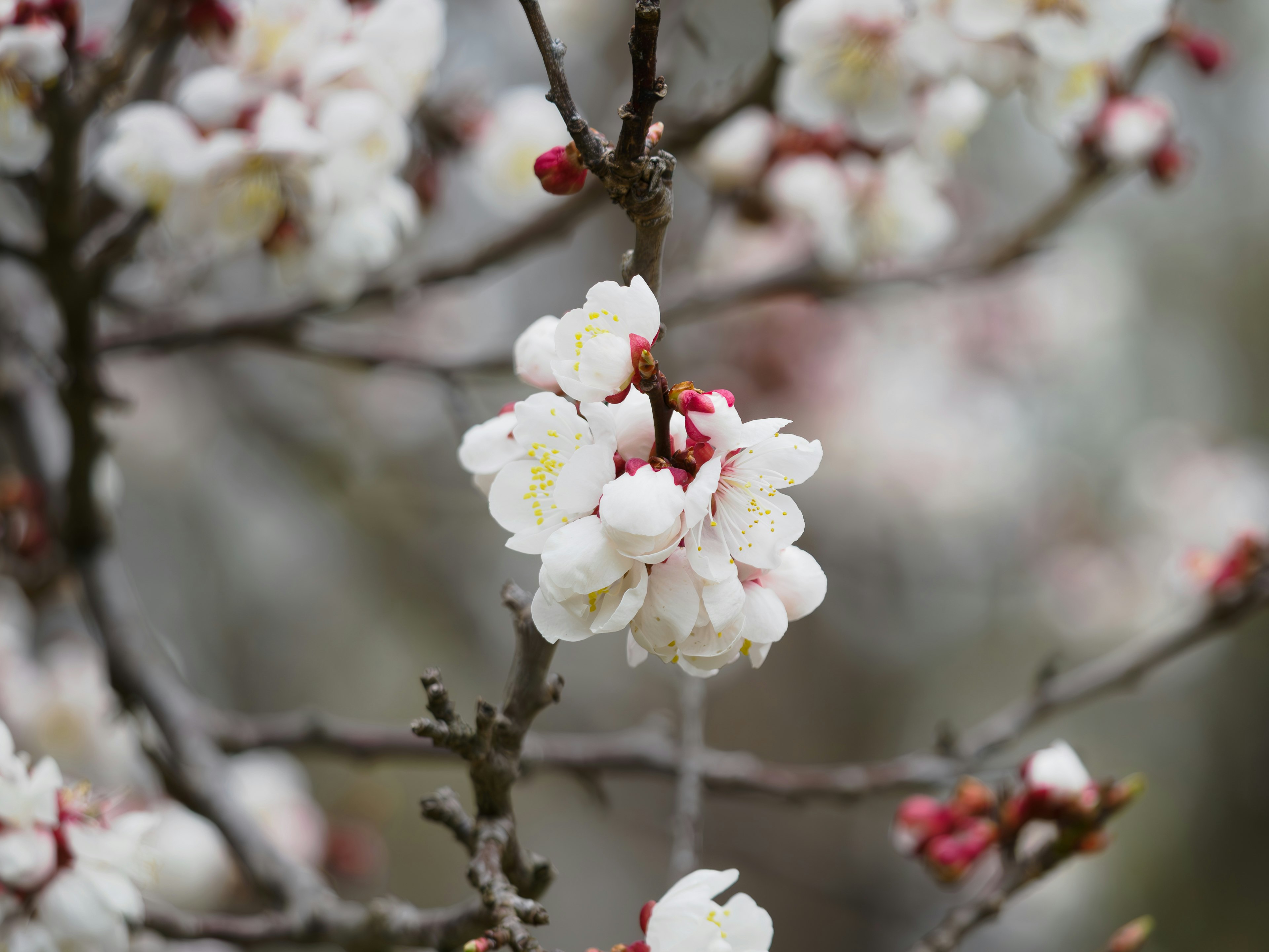 Zweig mit weißen Blüten und roten Knospen