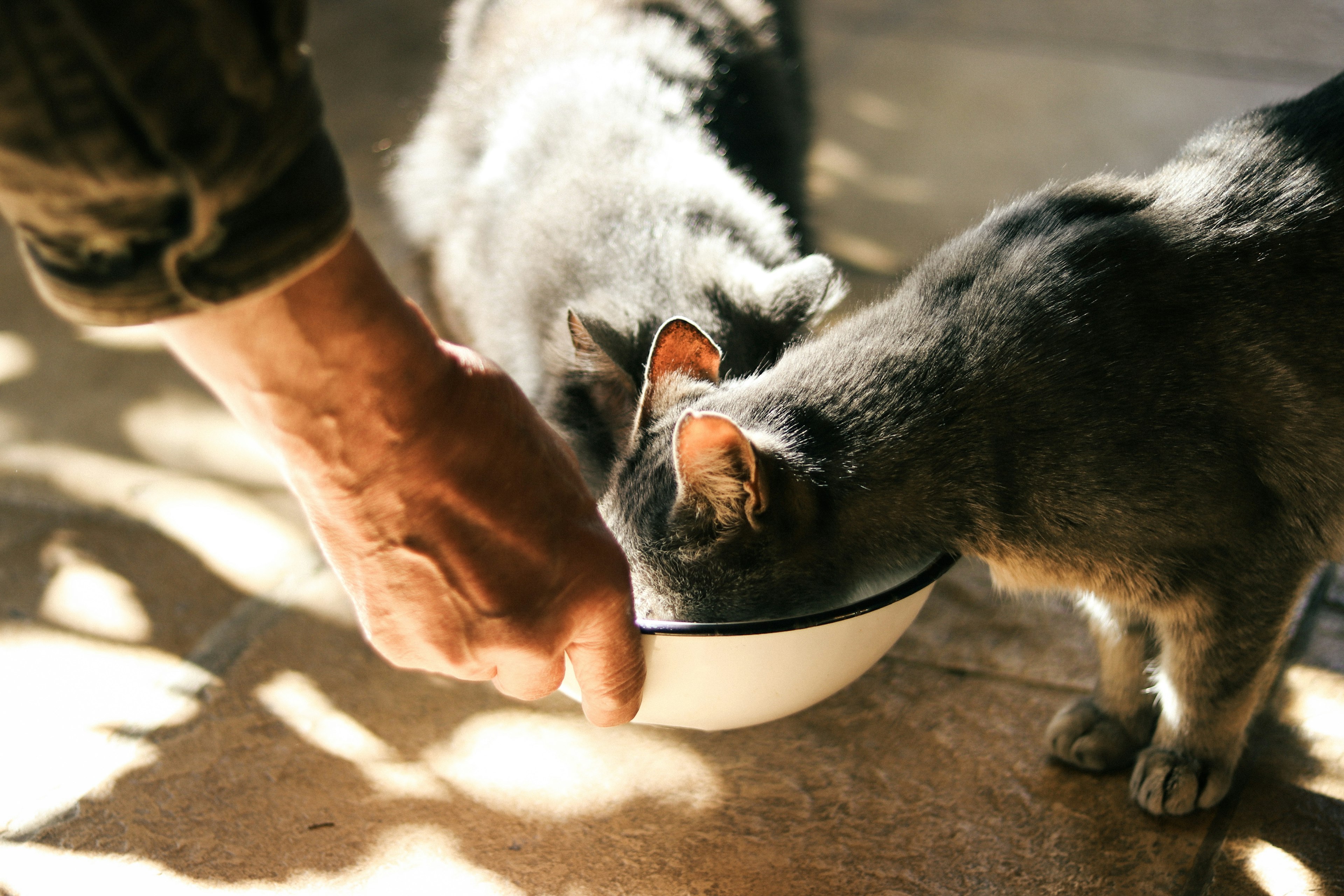 Dua kucing makan dari mangkuk dengan tangan di dekatnya