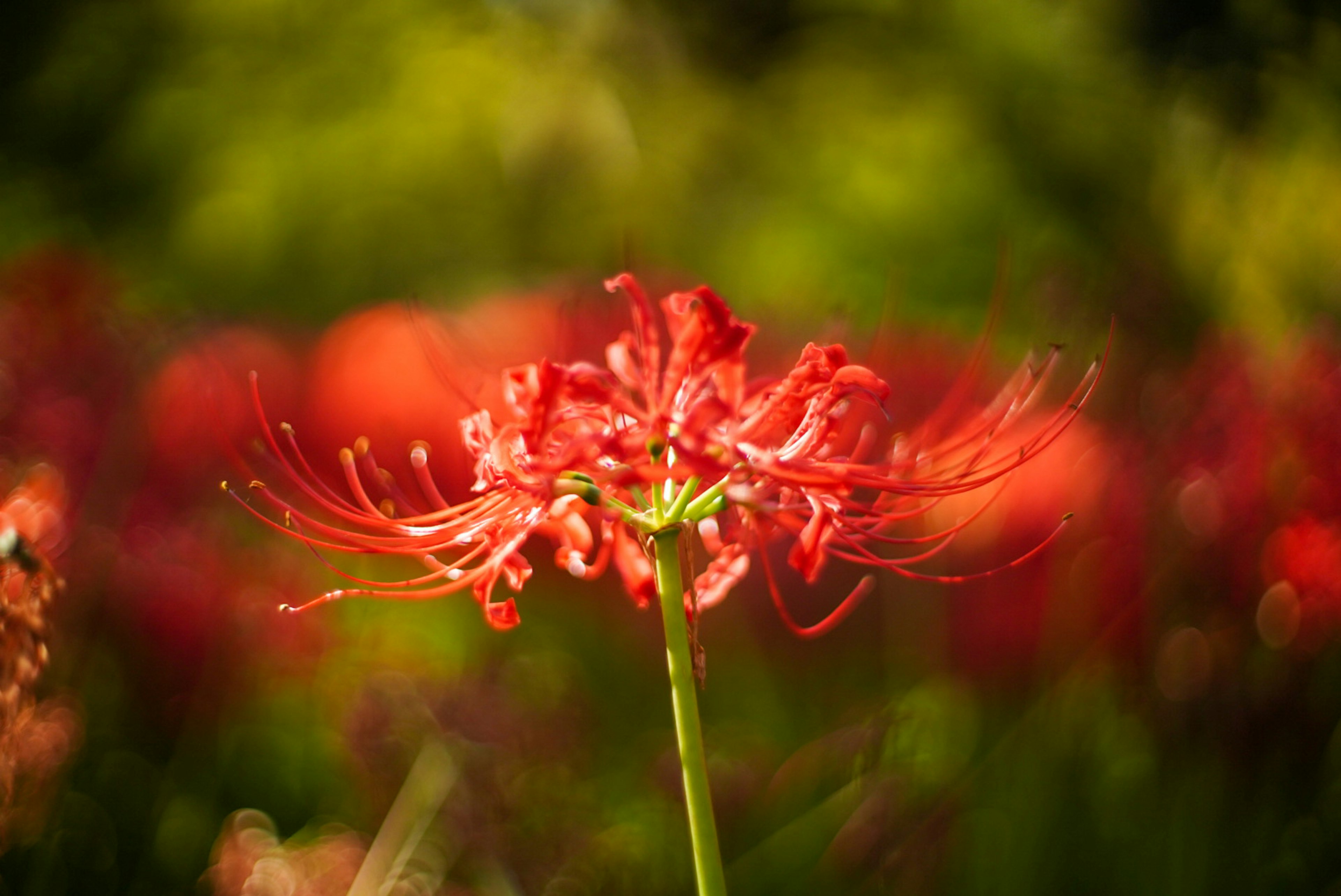 Lily araignée rouge vif se démarque sur un fond doux