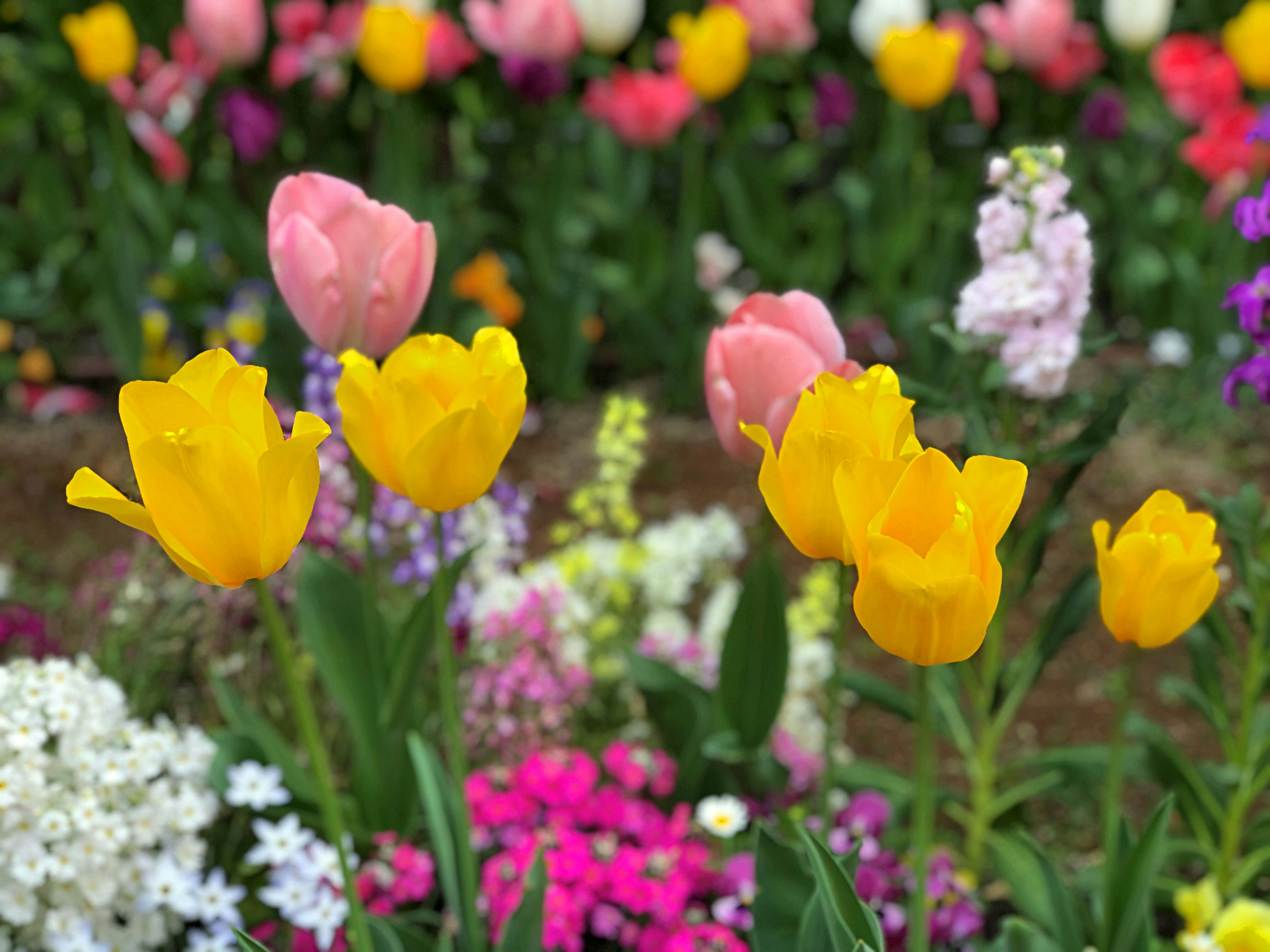 Un jardin vibrant avec des tulipes jaunes et roses parmi diverses fleurs colorées