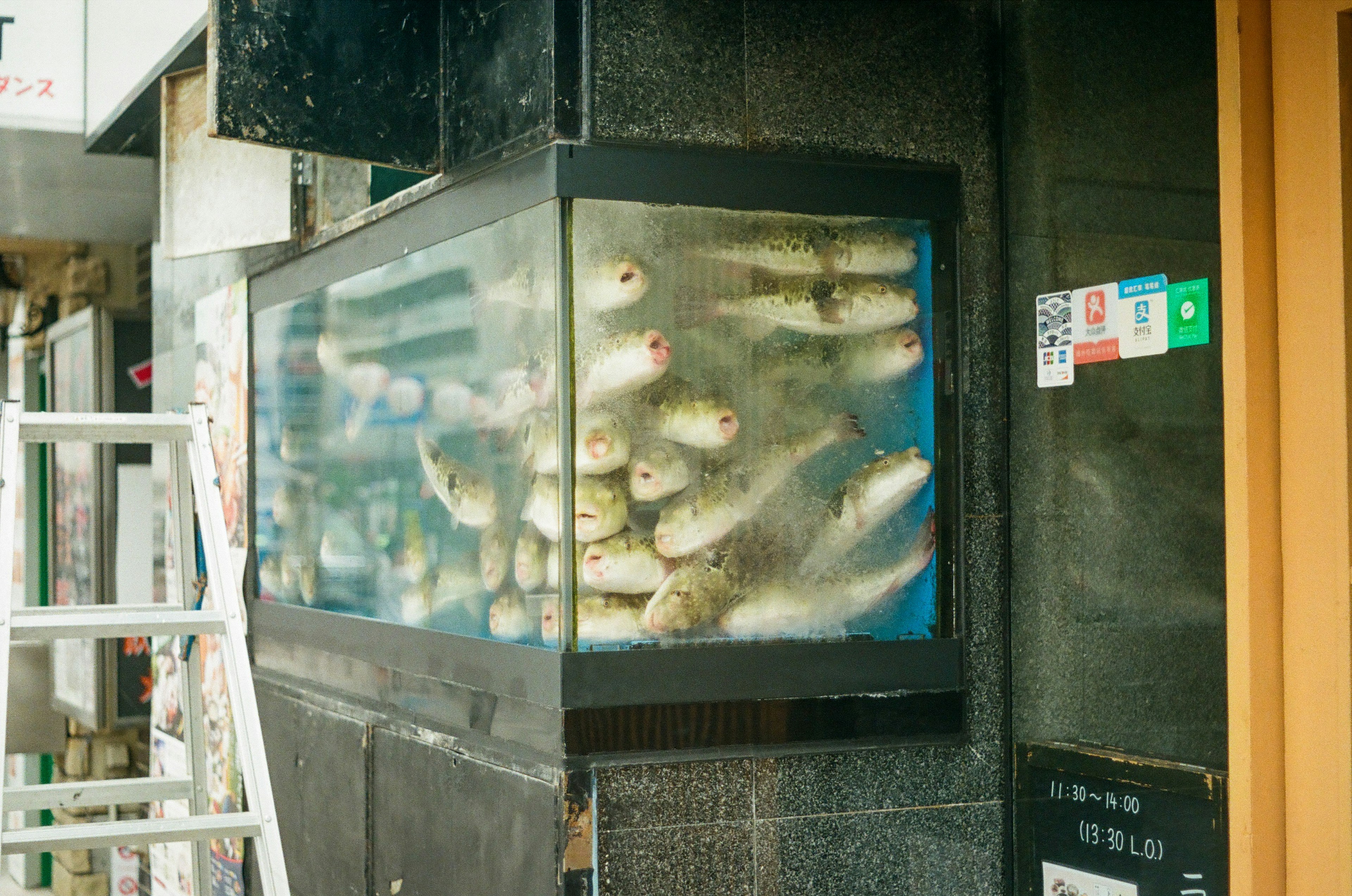 Una tienda con un acuario lleno de peces