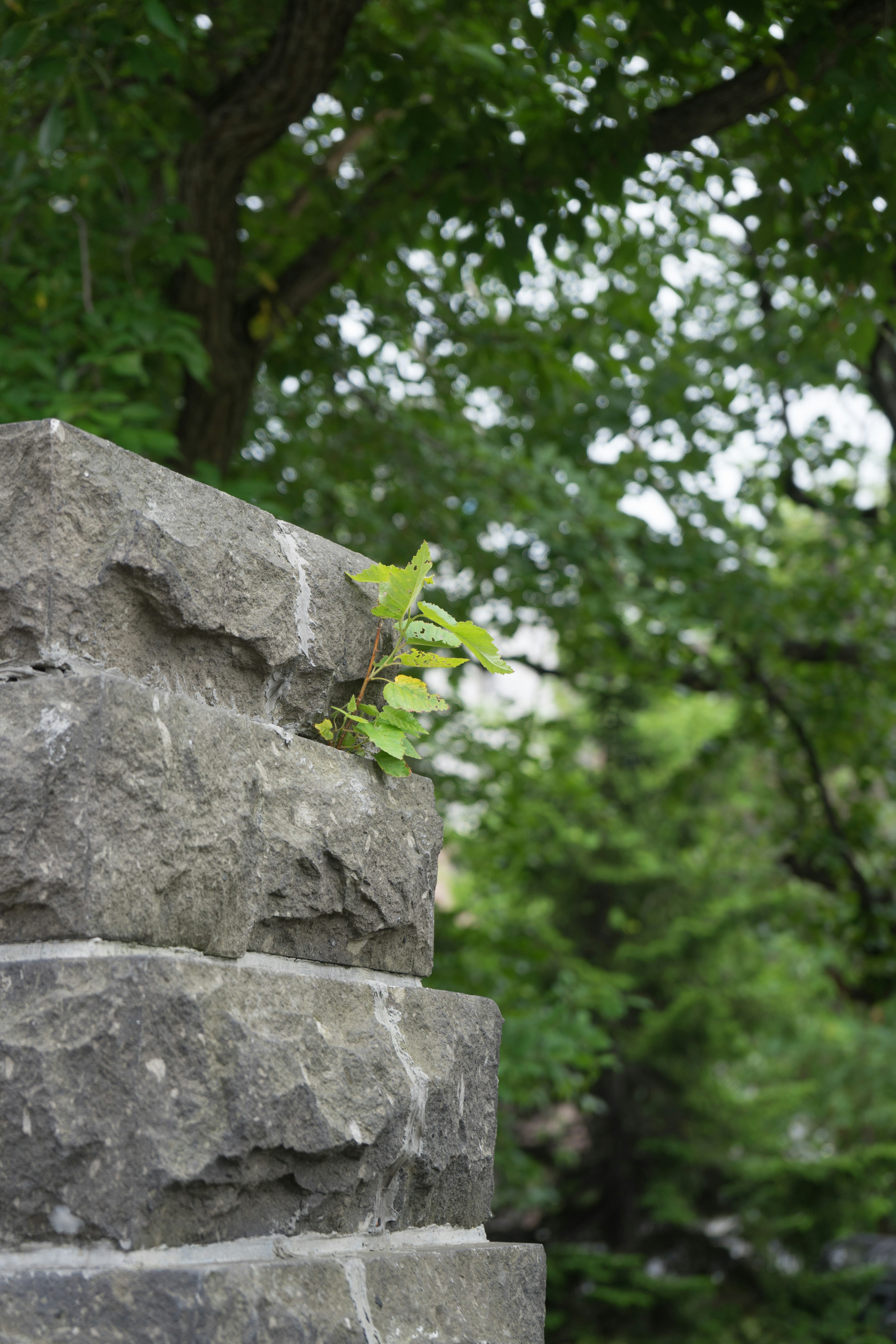 A stone structure with green leaves growing on top