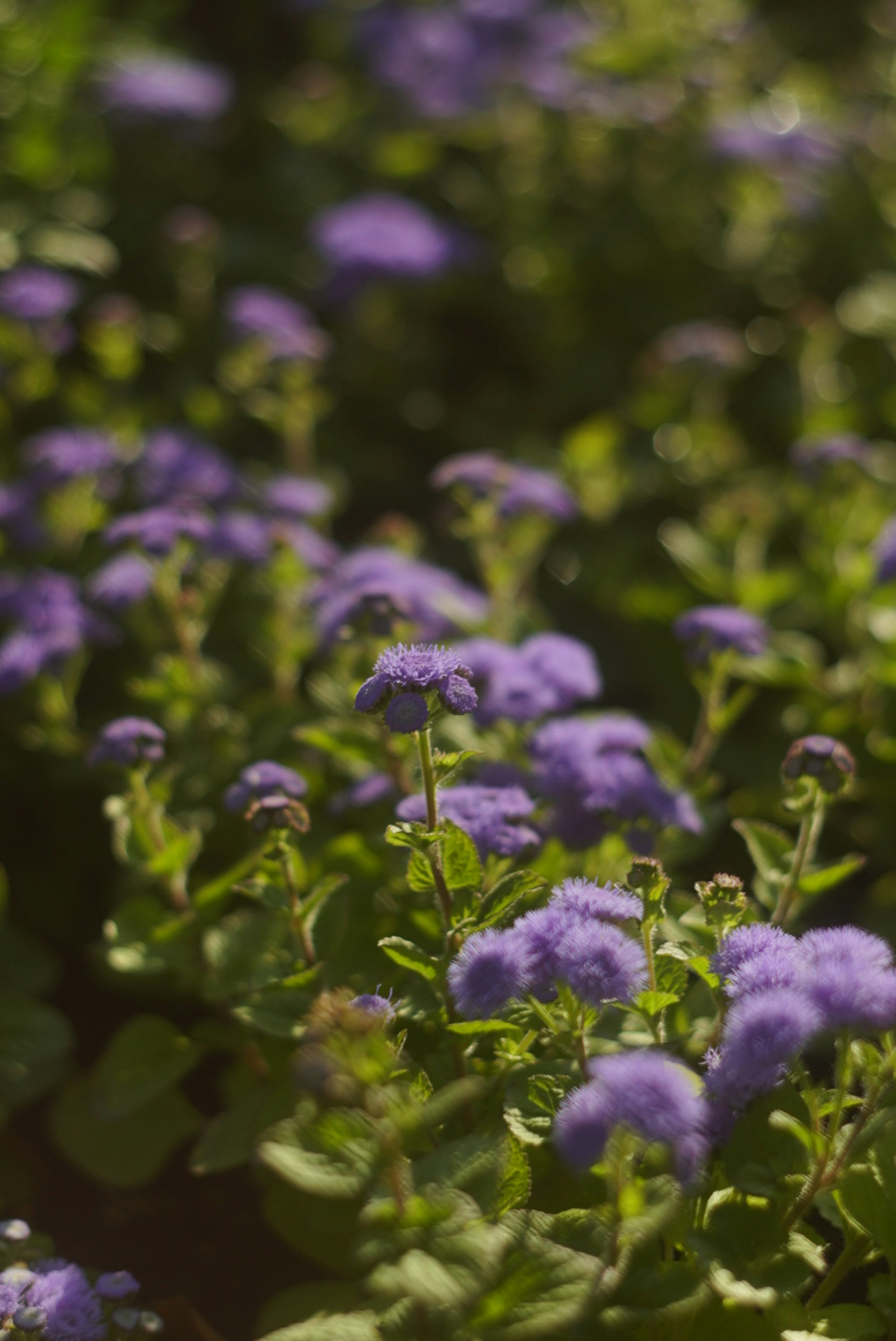 Flores moradas floreciendo entre hojas verdes en un jardín