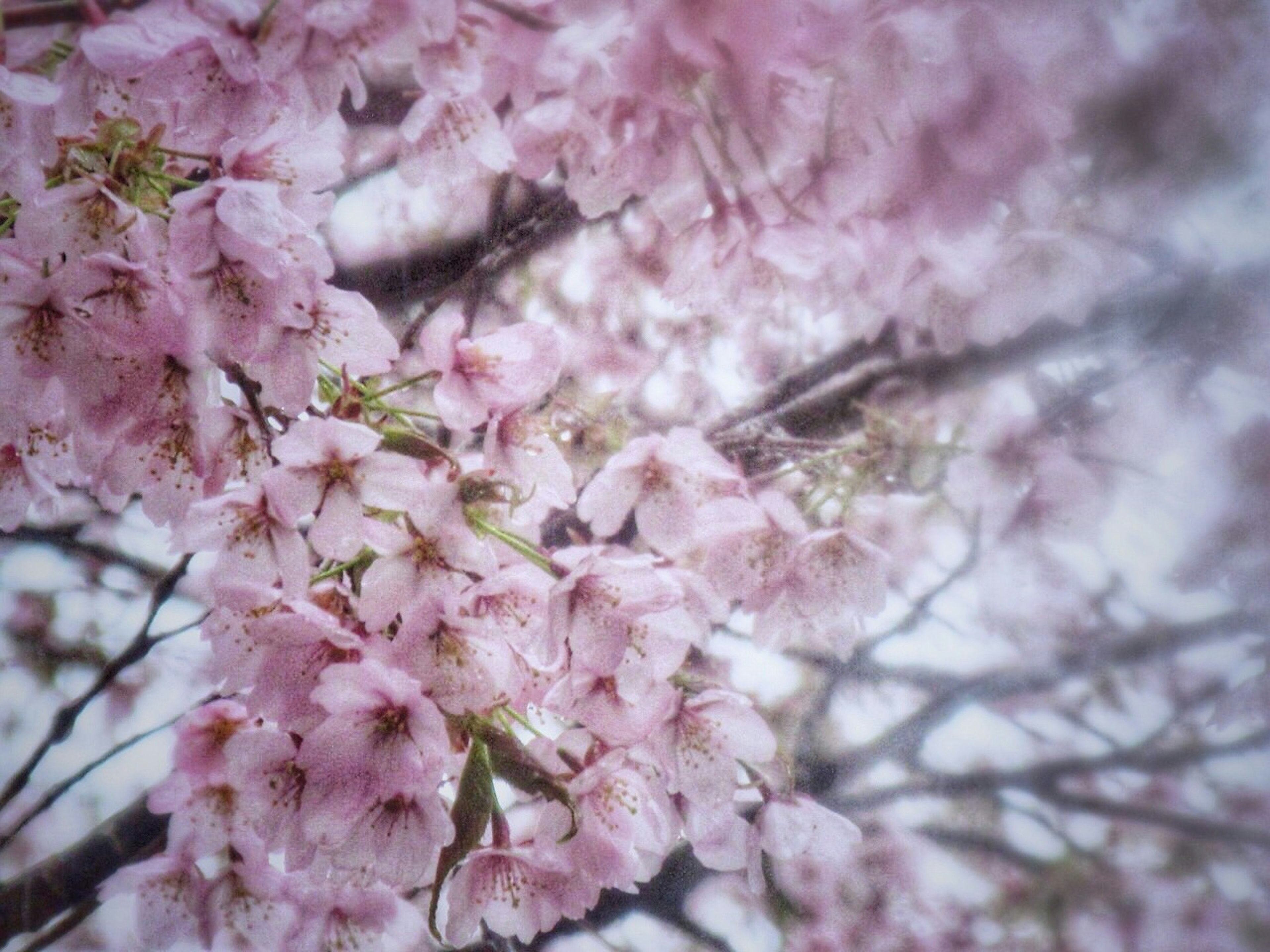 Pemandangan indah bunga sakura yang mekar