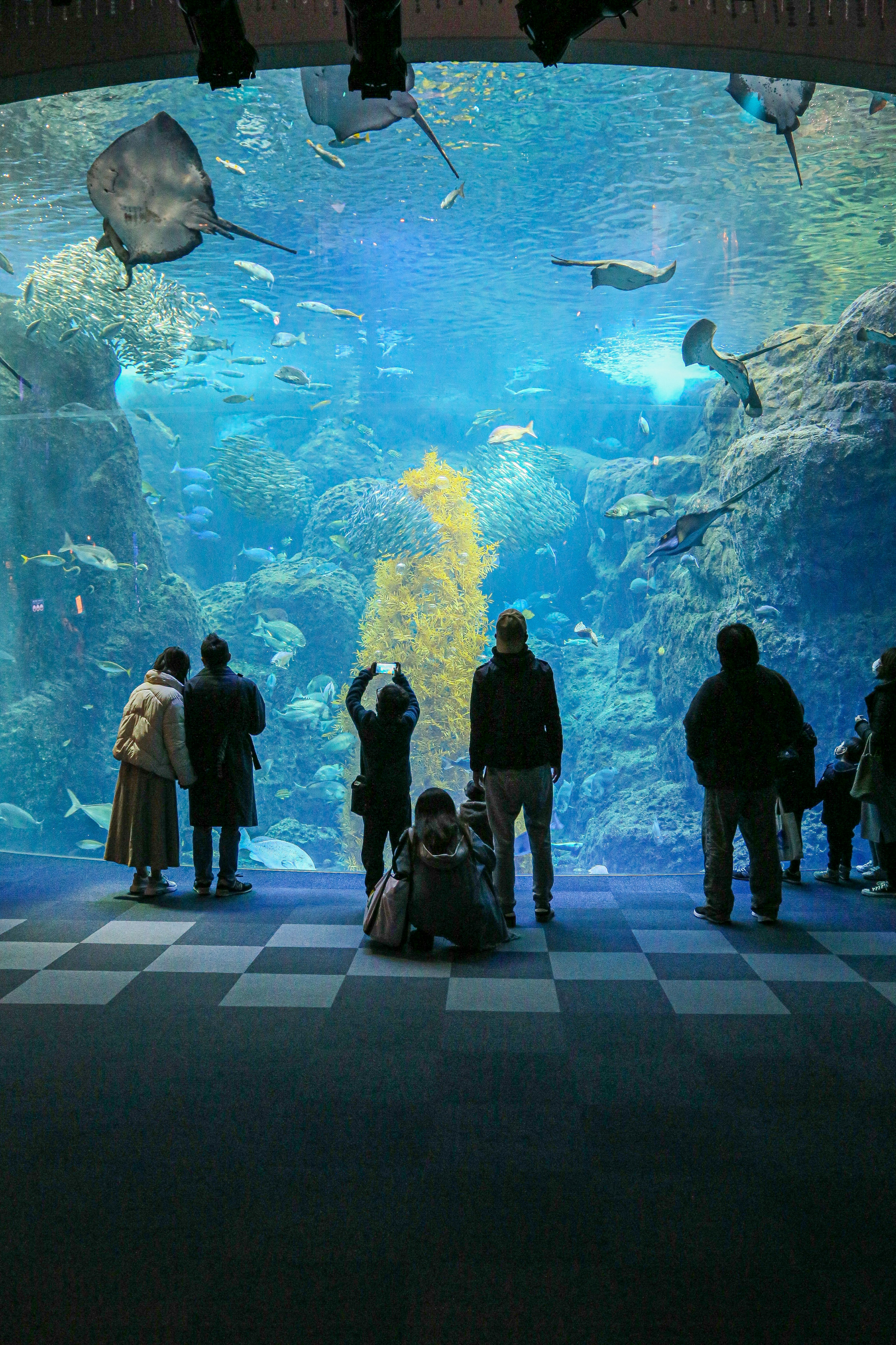 Personas de pie frente a un gran acuario con peces coloridos y algas marinas