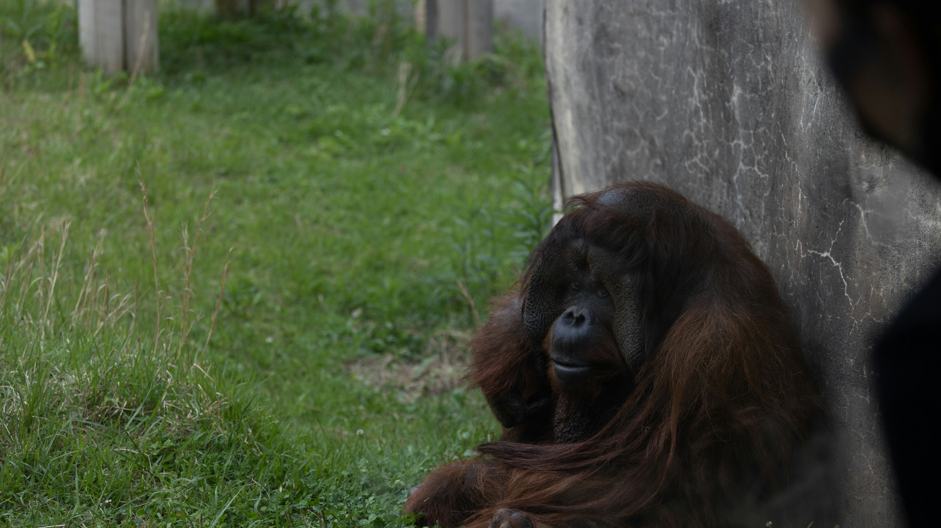 Orangutan resting near a concrete wall on grass