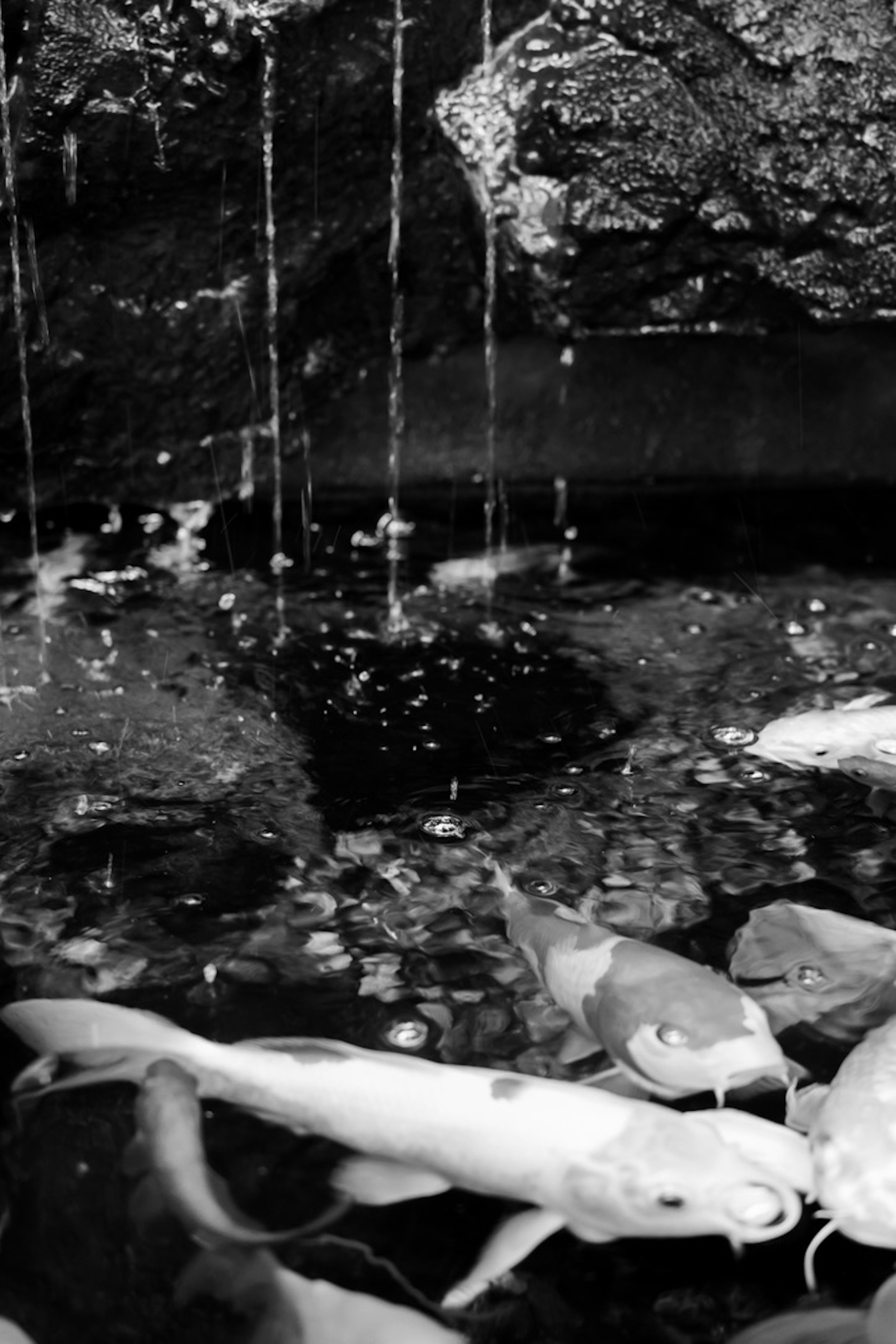 Underwater scene featuring white fish and pebbles in a pond