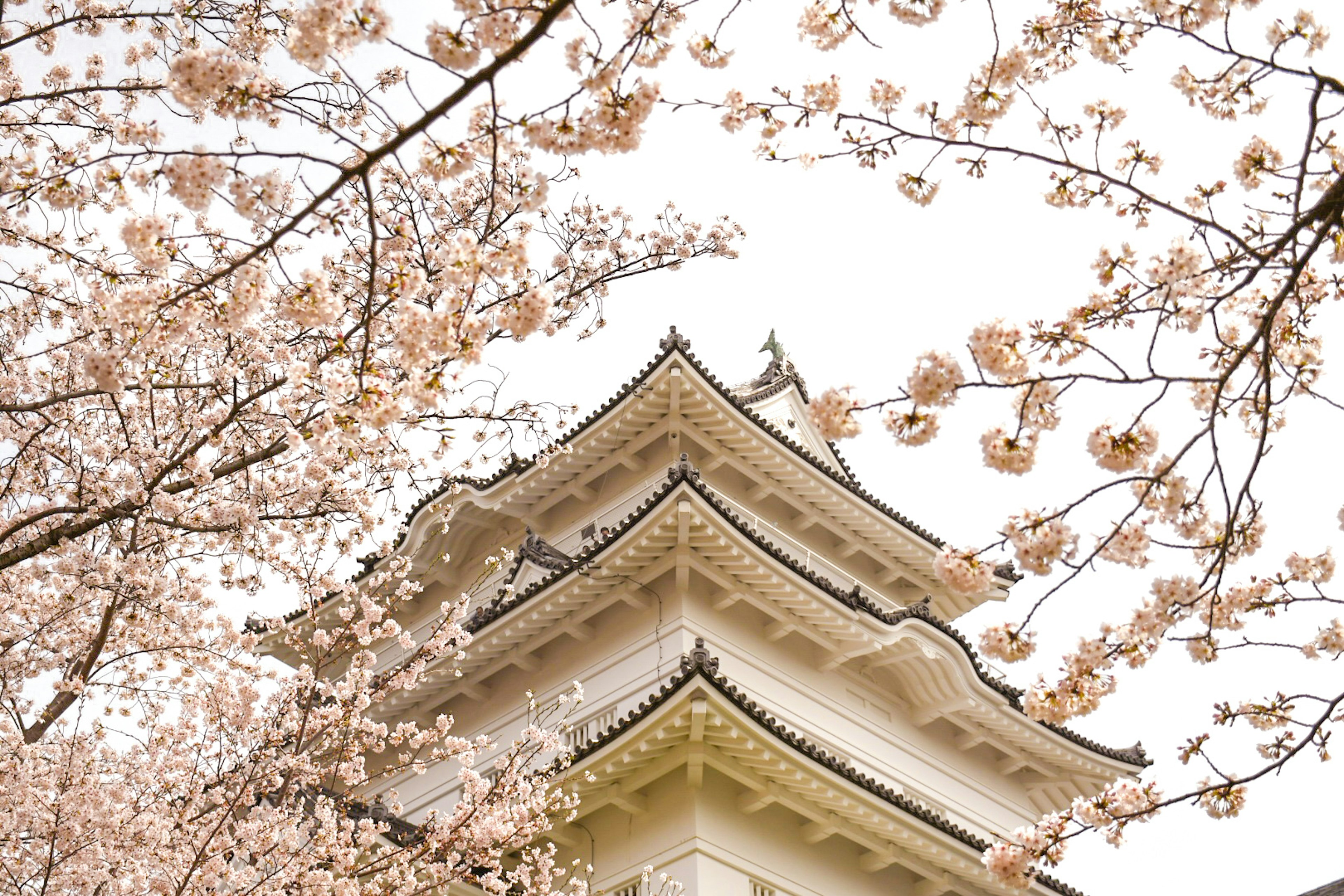 Toit d'un beau château japonais entouré de cerisiers en fleurs