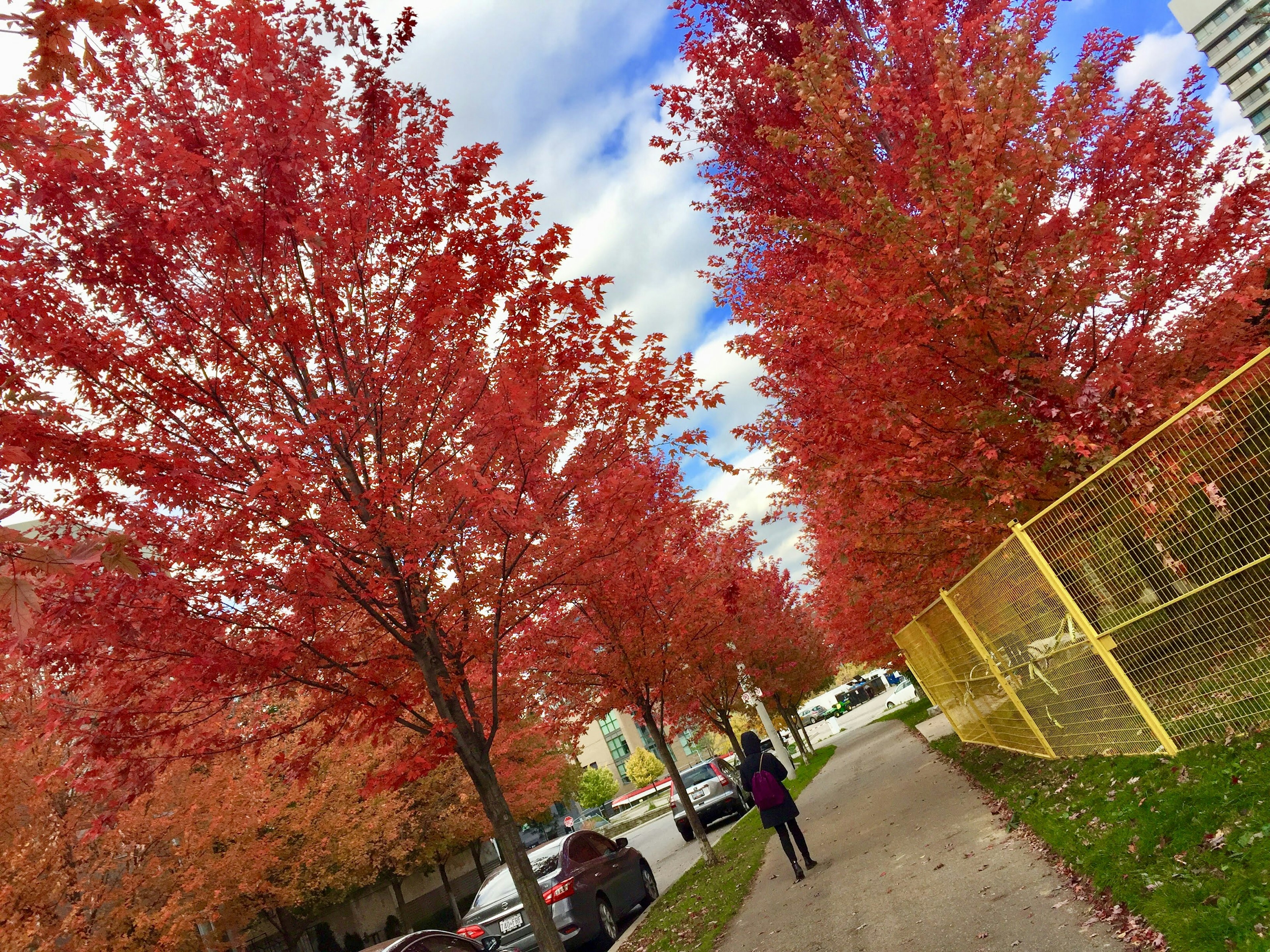 Person walking on a tree-lined path with vibrant red leaves