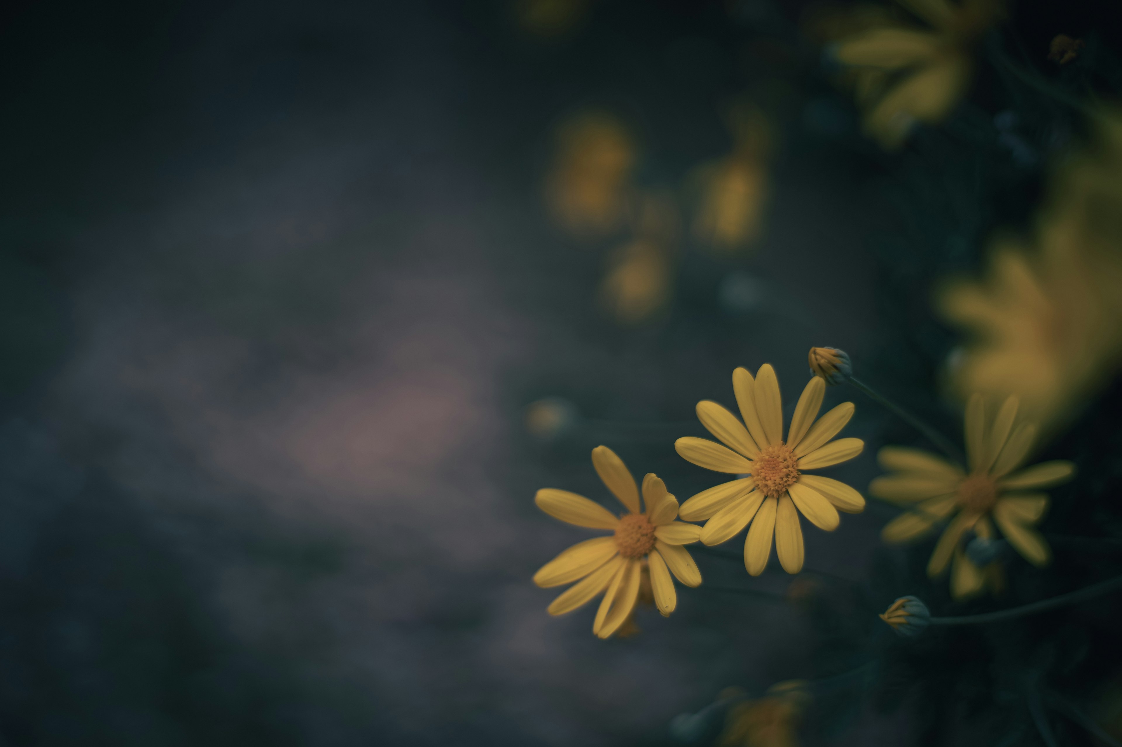 Bild von leuchtend gelben Blumen vor dunklem Hintergrund