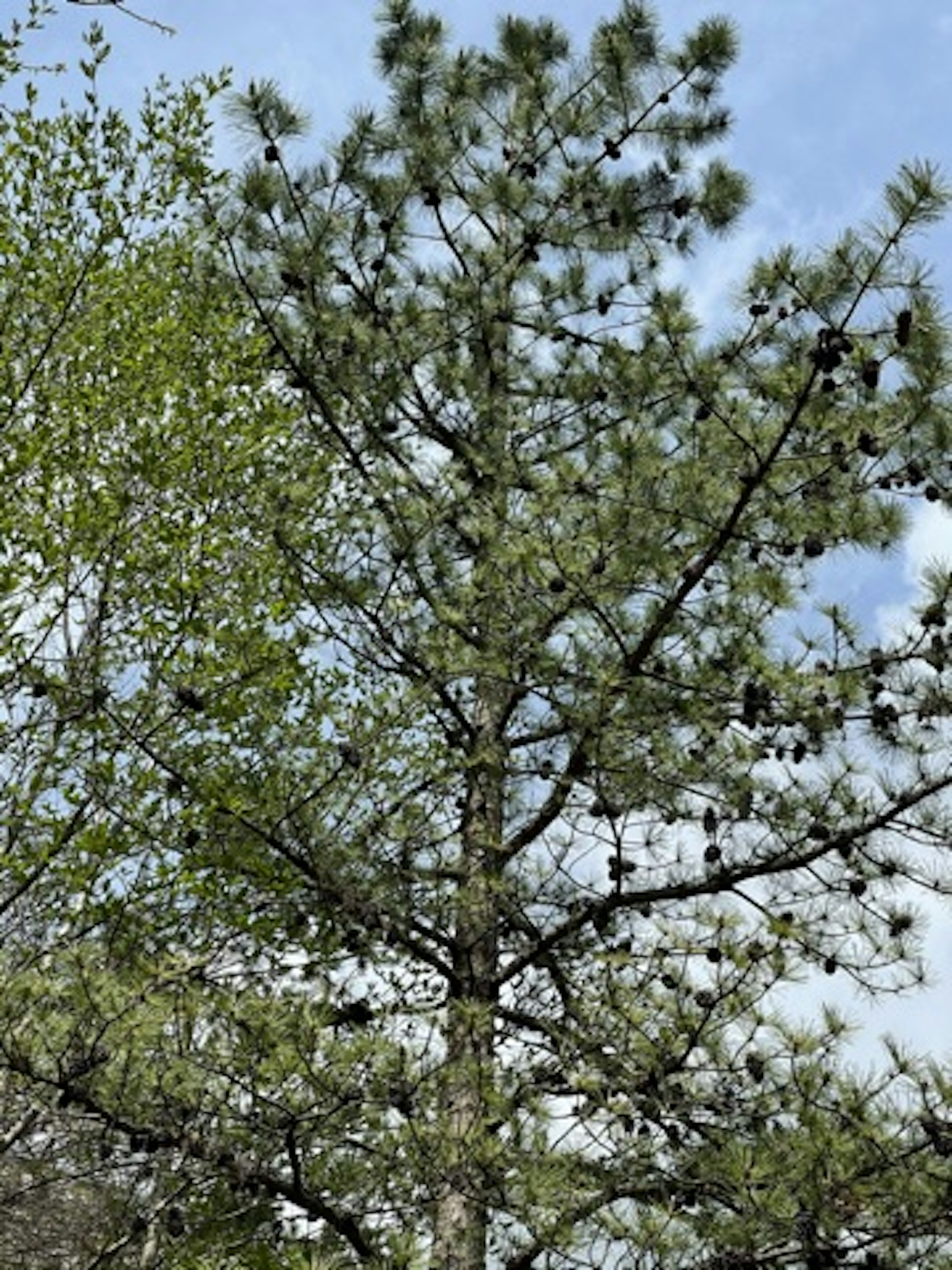 Pino con hojas verdes y piñas