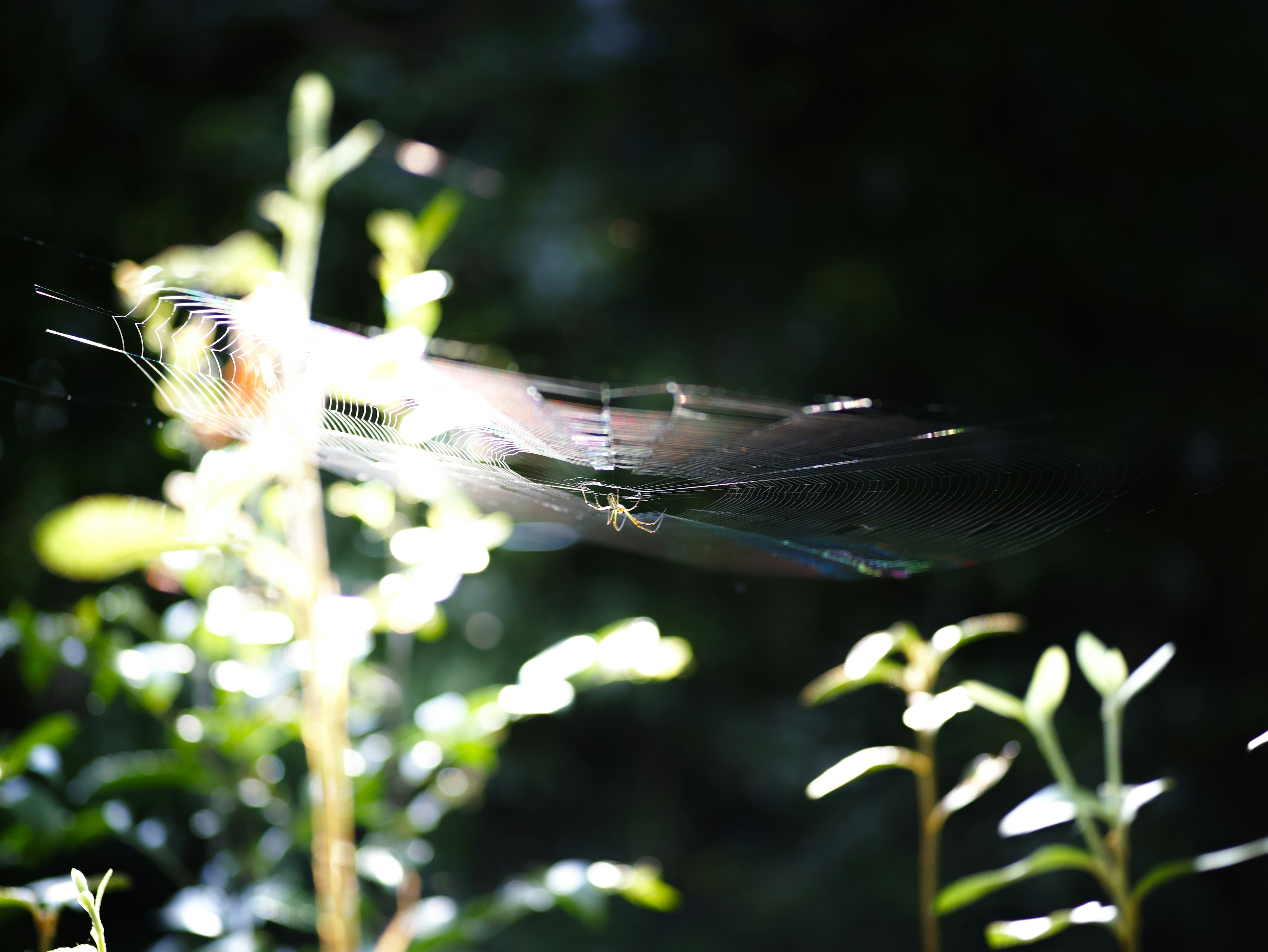 A beautiful dragonfly flying in the light above green plants