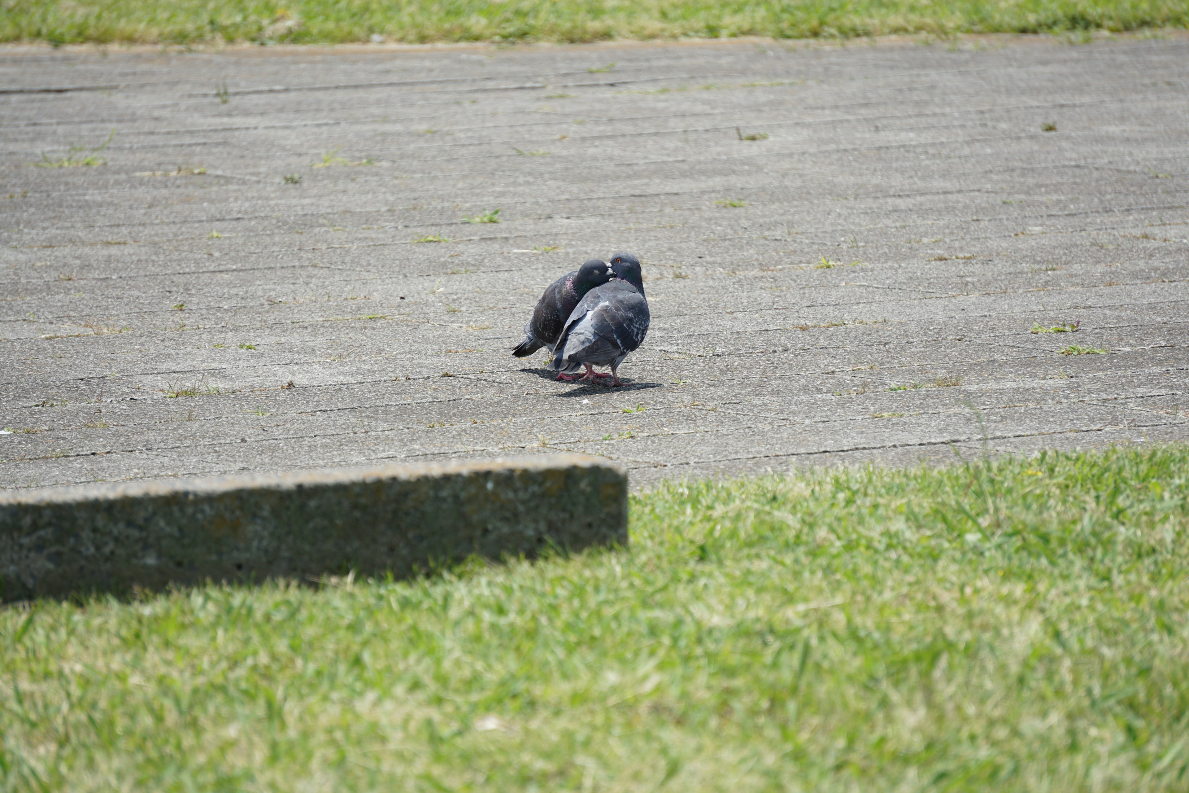 Two pigeons standing close together on a paved path with grass