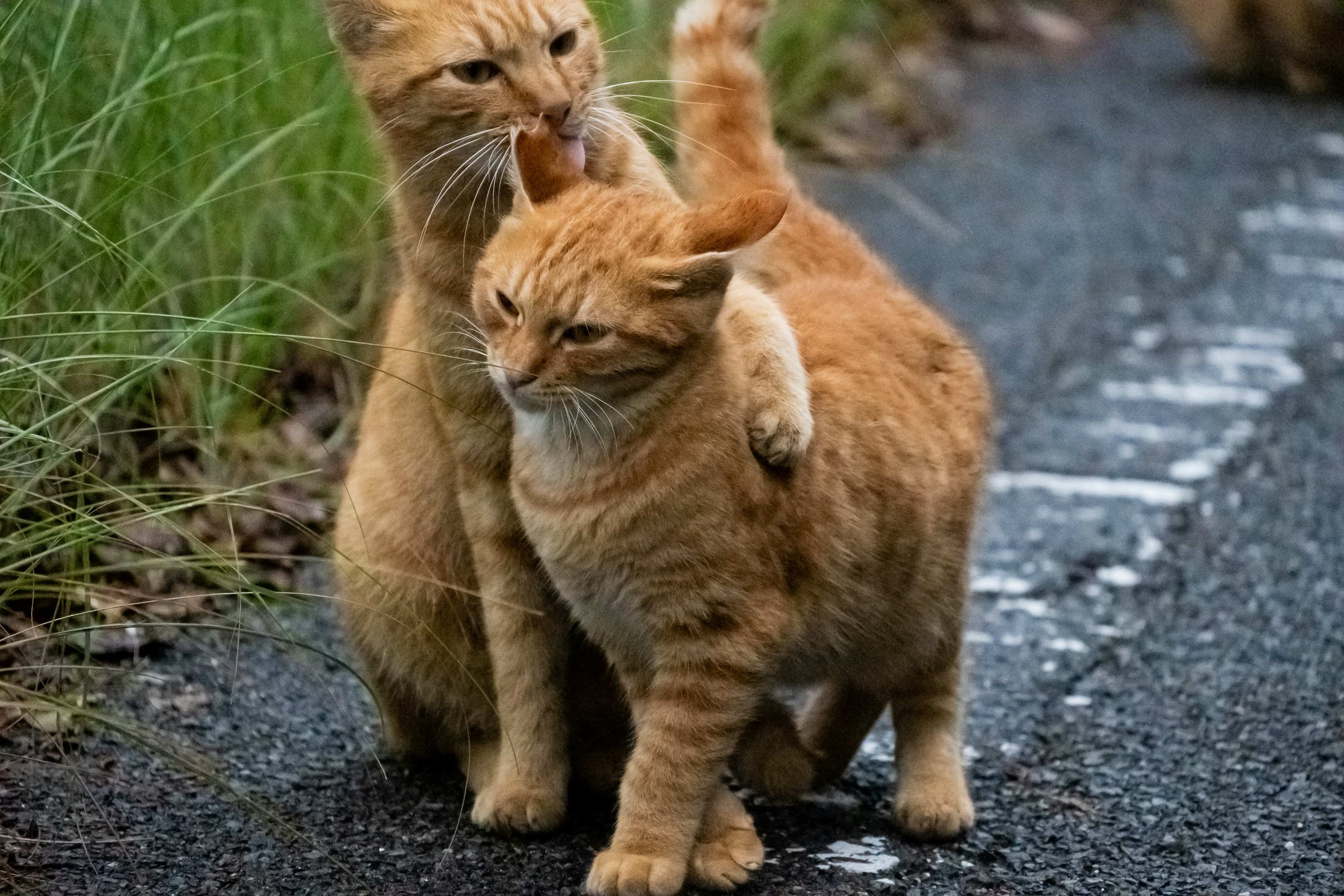 Dua kucing oranye saling berpelukan di jalan