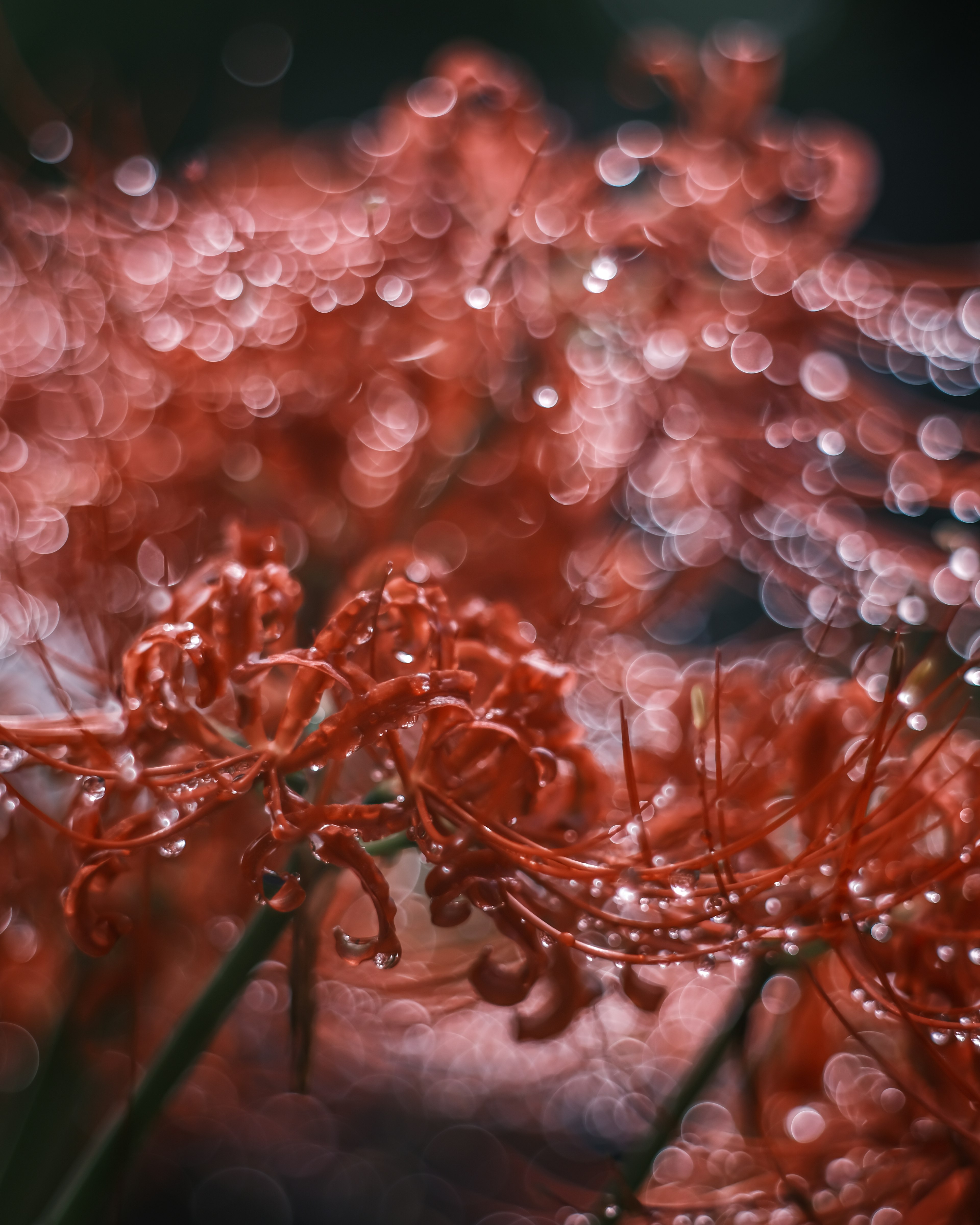 Close-up of red spider lilies with water droplets