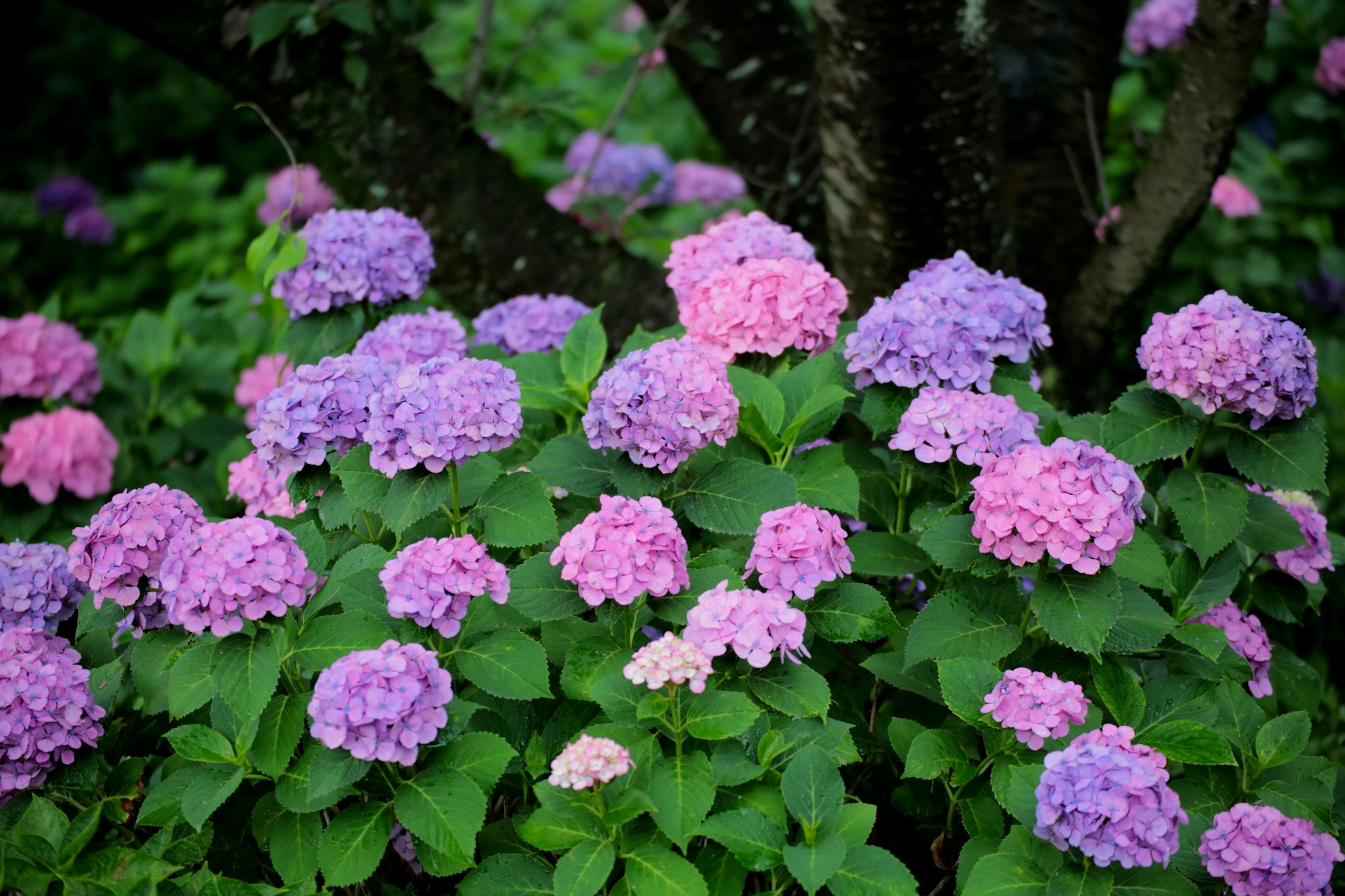 Colorful hydrangeas blooming surrounded by green leaves