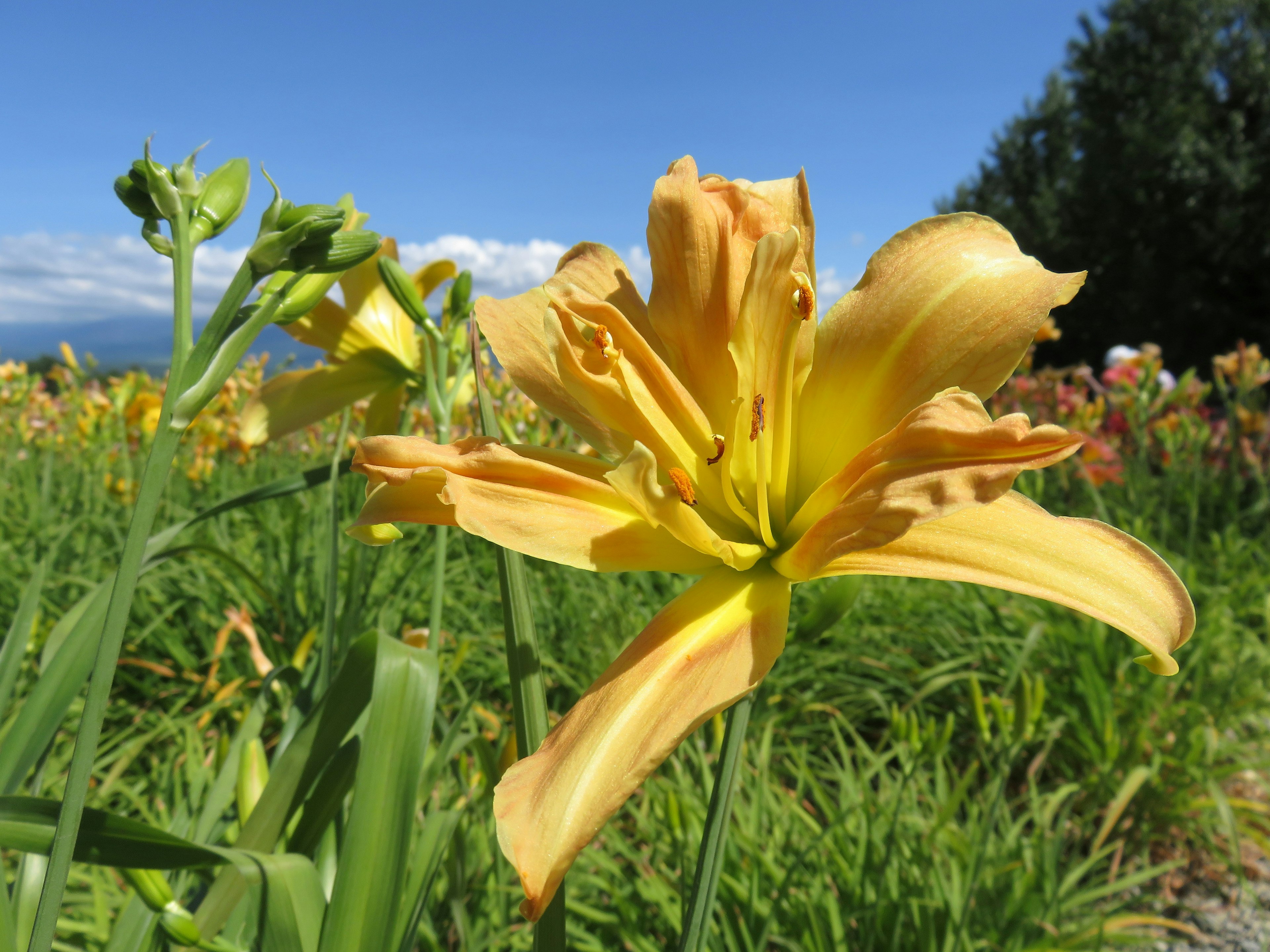 鮮やかな黄色のユリの花が咲いている風景のクローズアップ