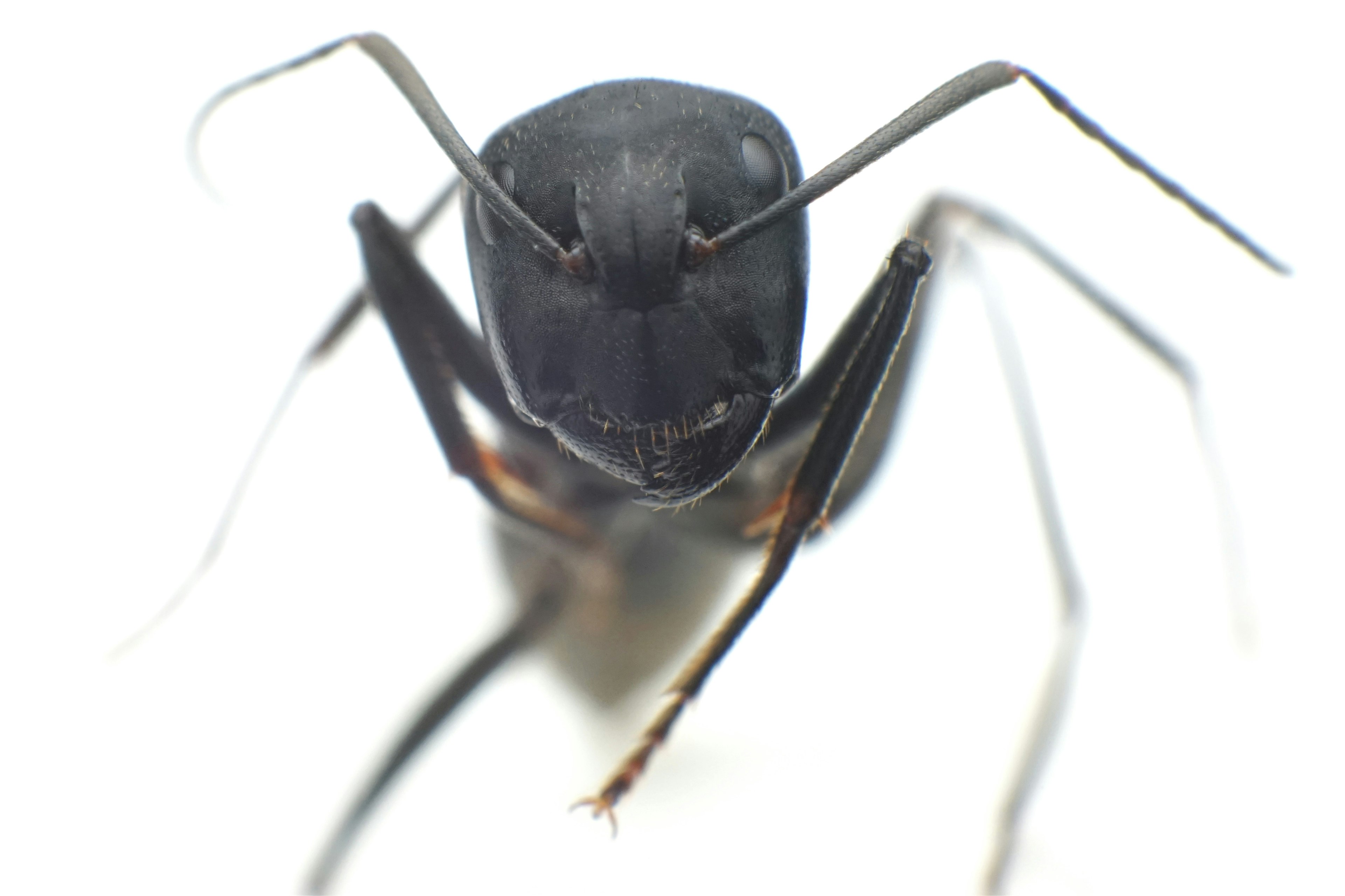 Close-up image of a black ant