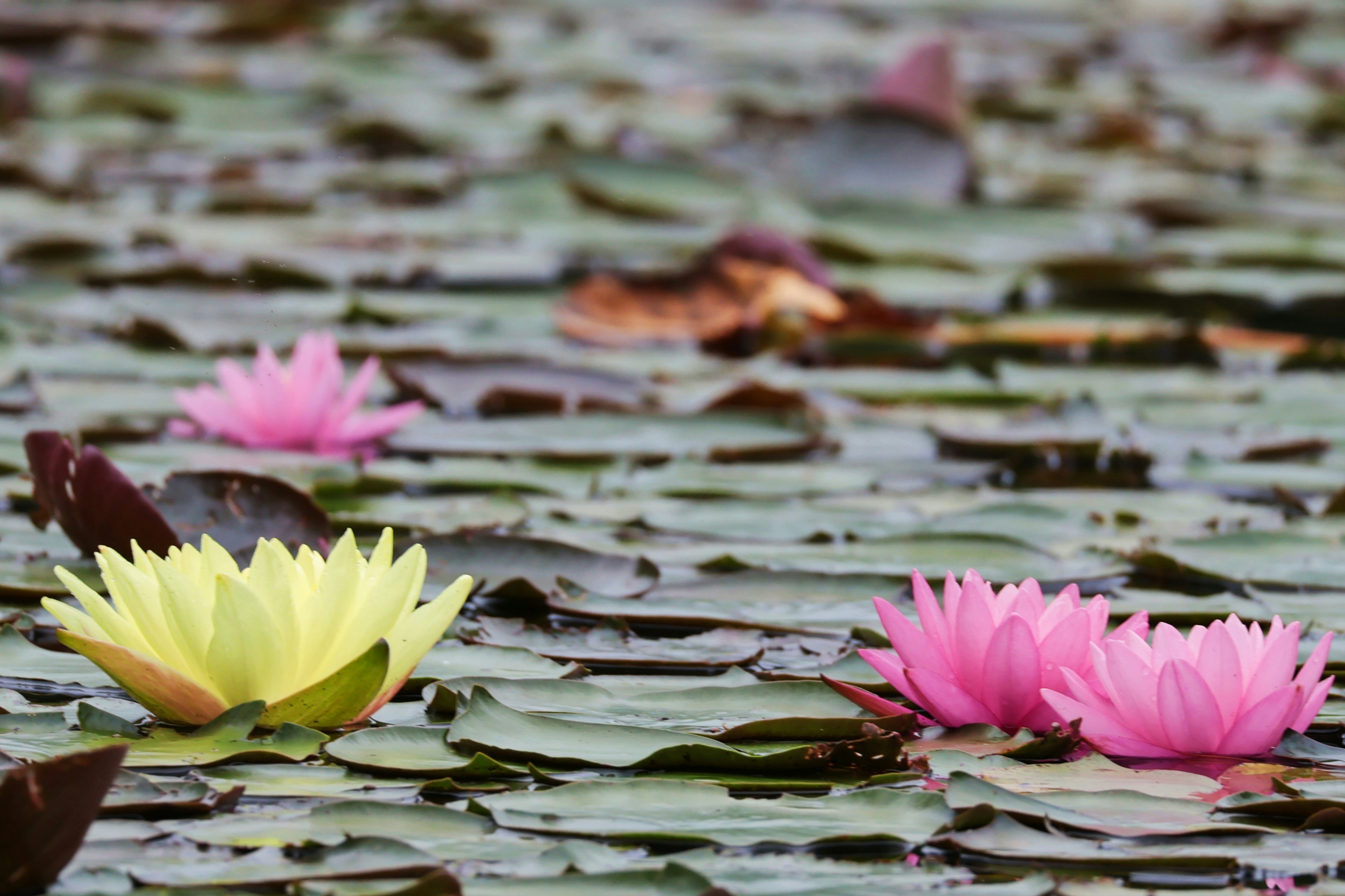 Gelbe und rosa Seerosen, die auf der Wasseroberfläche schwimmen