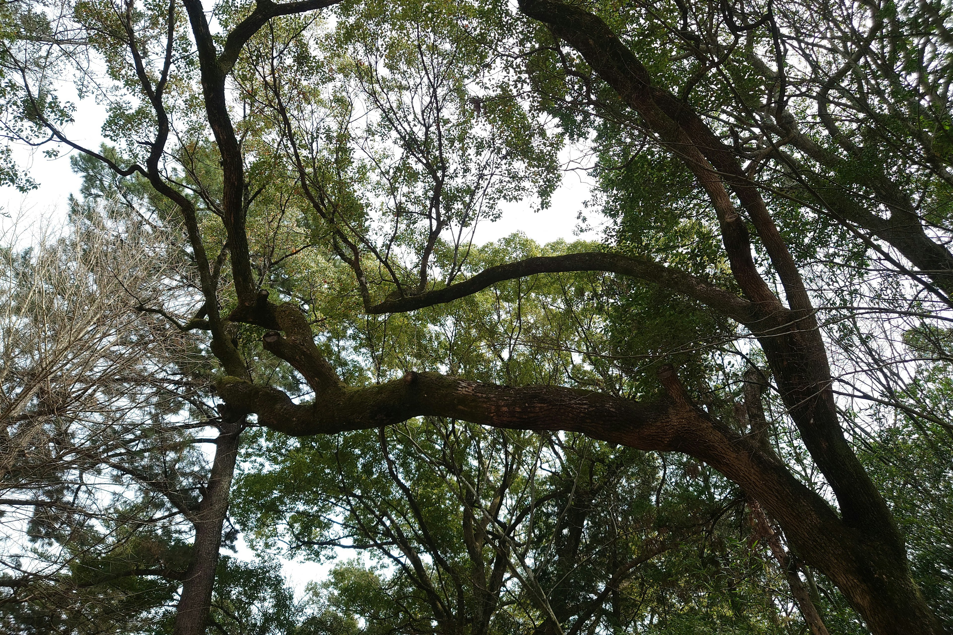 青々とした葉を持つ木々のアーチ型の枝が広がる森林の風景