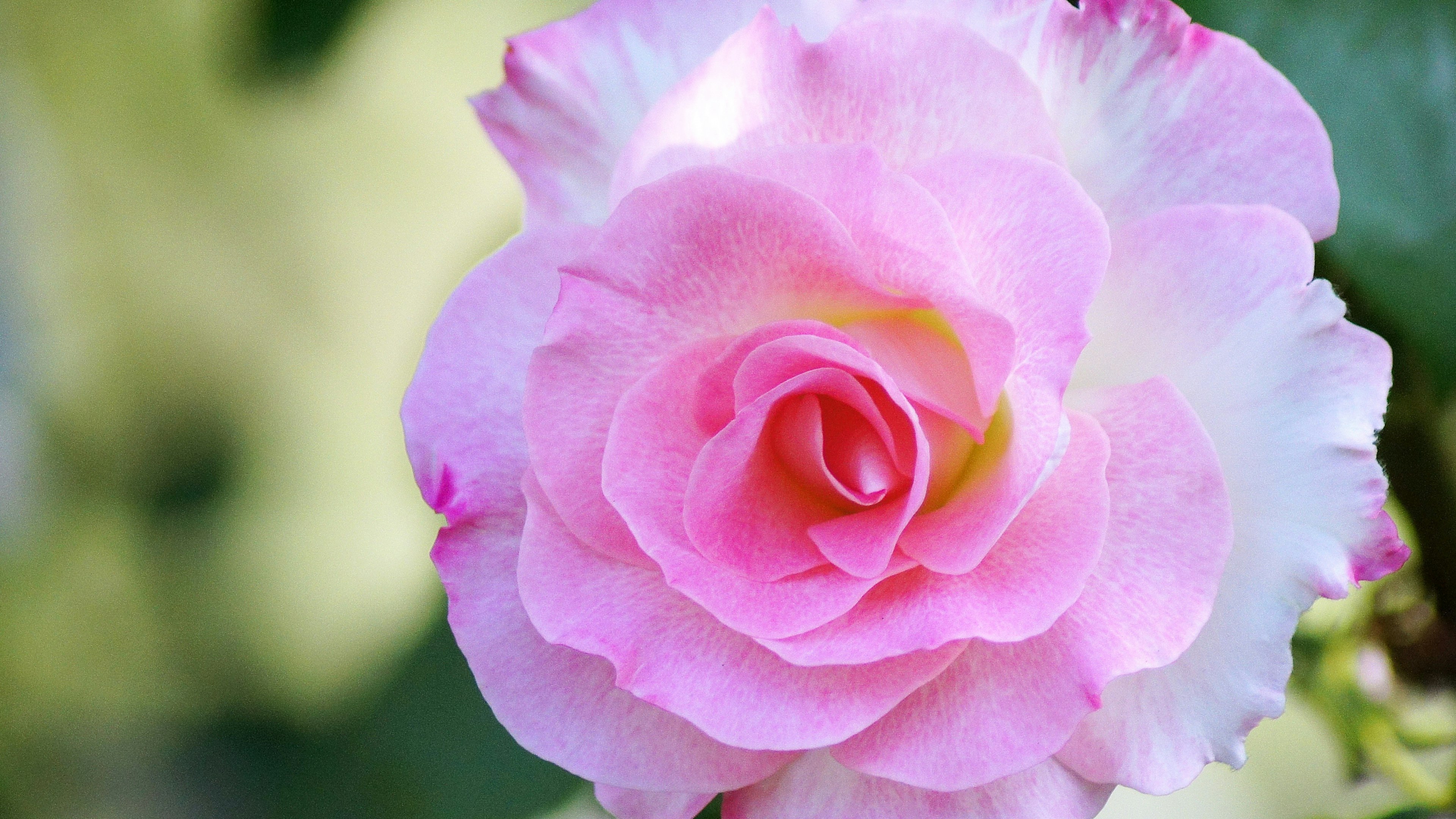 Eine schöne rosa Rose blüht