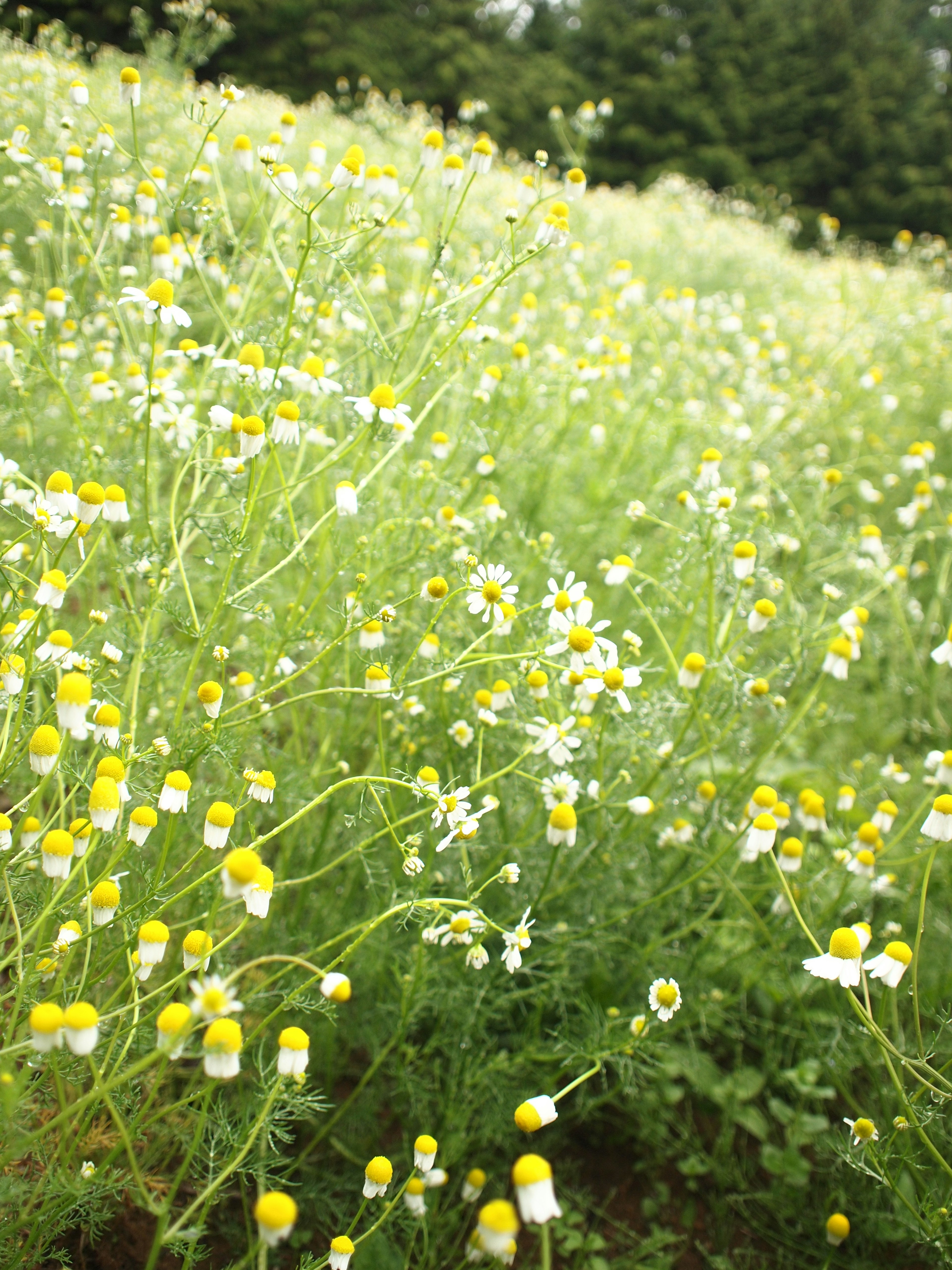 Un pré vert rempli de fleurs jaunes et blanches en fleurs