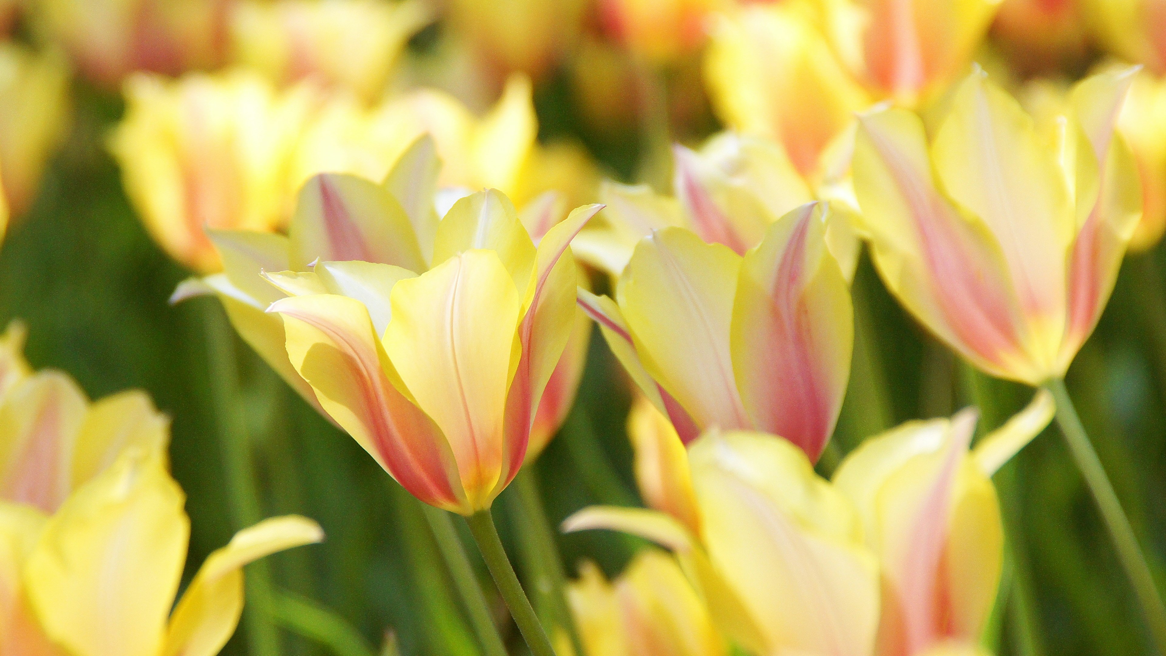 Feld mit blühenden gelben und rosa Tulpen