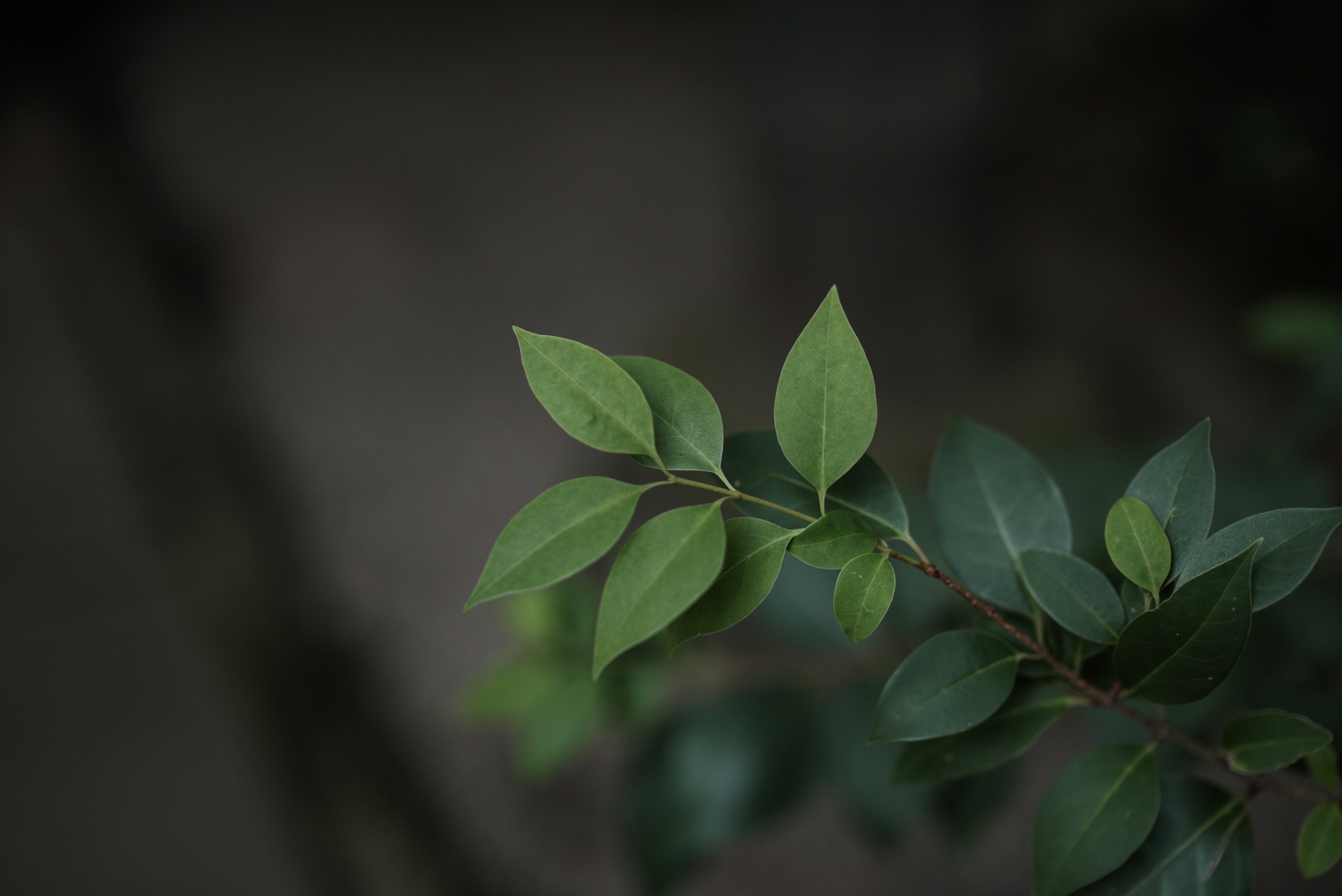 Gambar close-up daun hijau pada tanaman