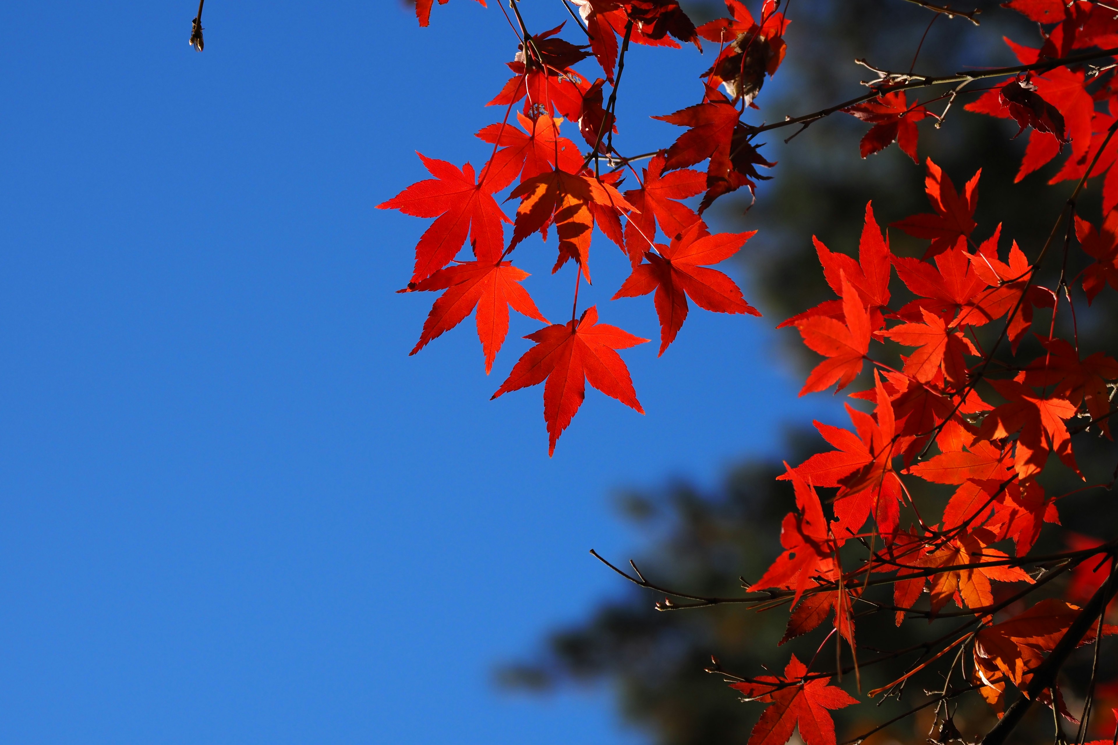 Foglie di acero rosse vivaci contro un cielo blu chiaro