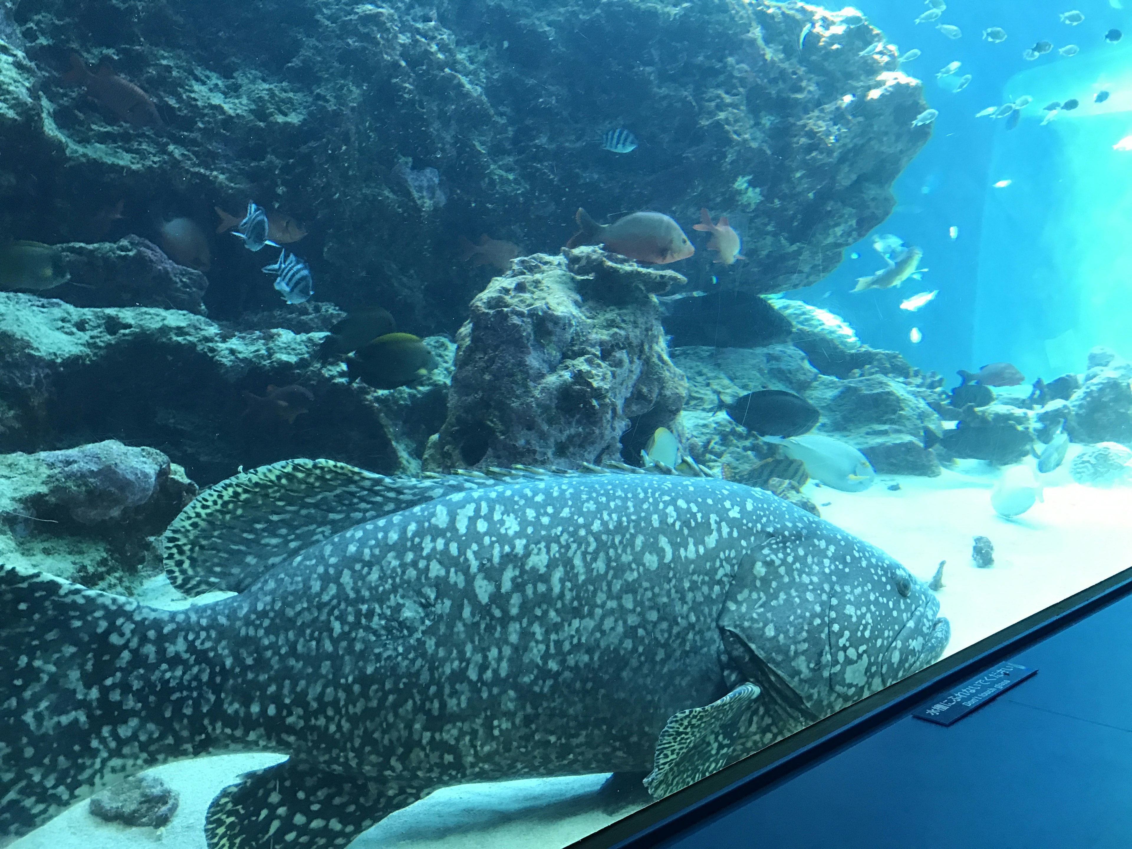 Großer Fisch schwimmt zwischen Felsen in einem Aquarium