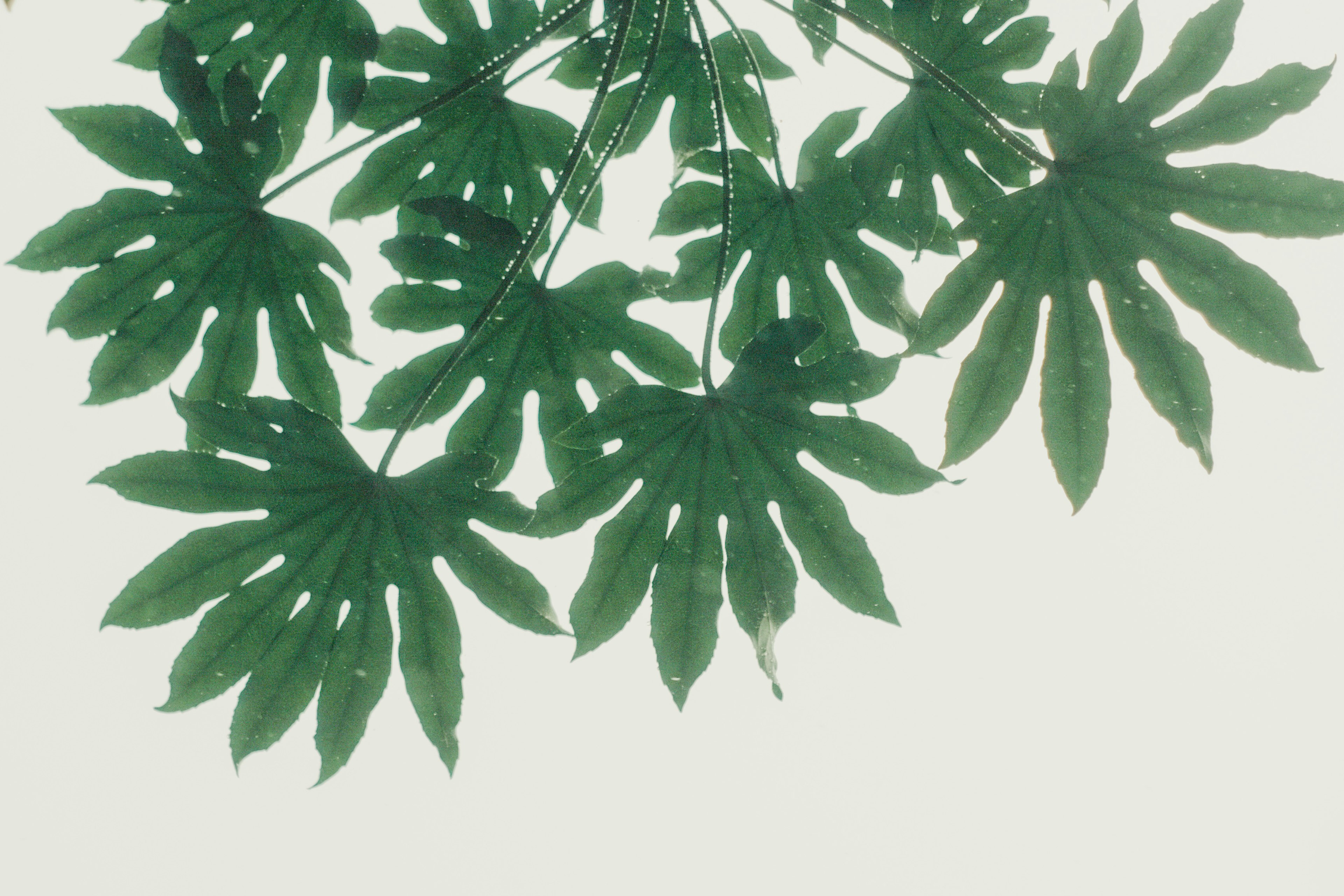 Image of green leaves viewed from above with a light background