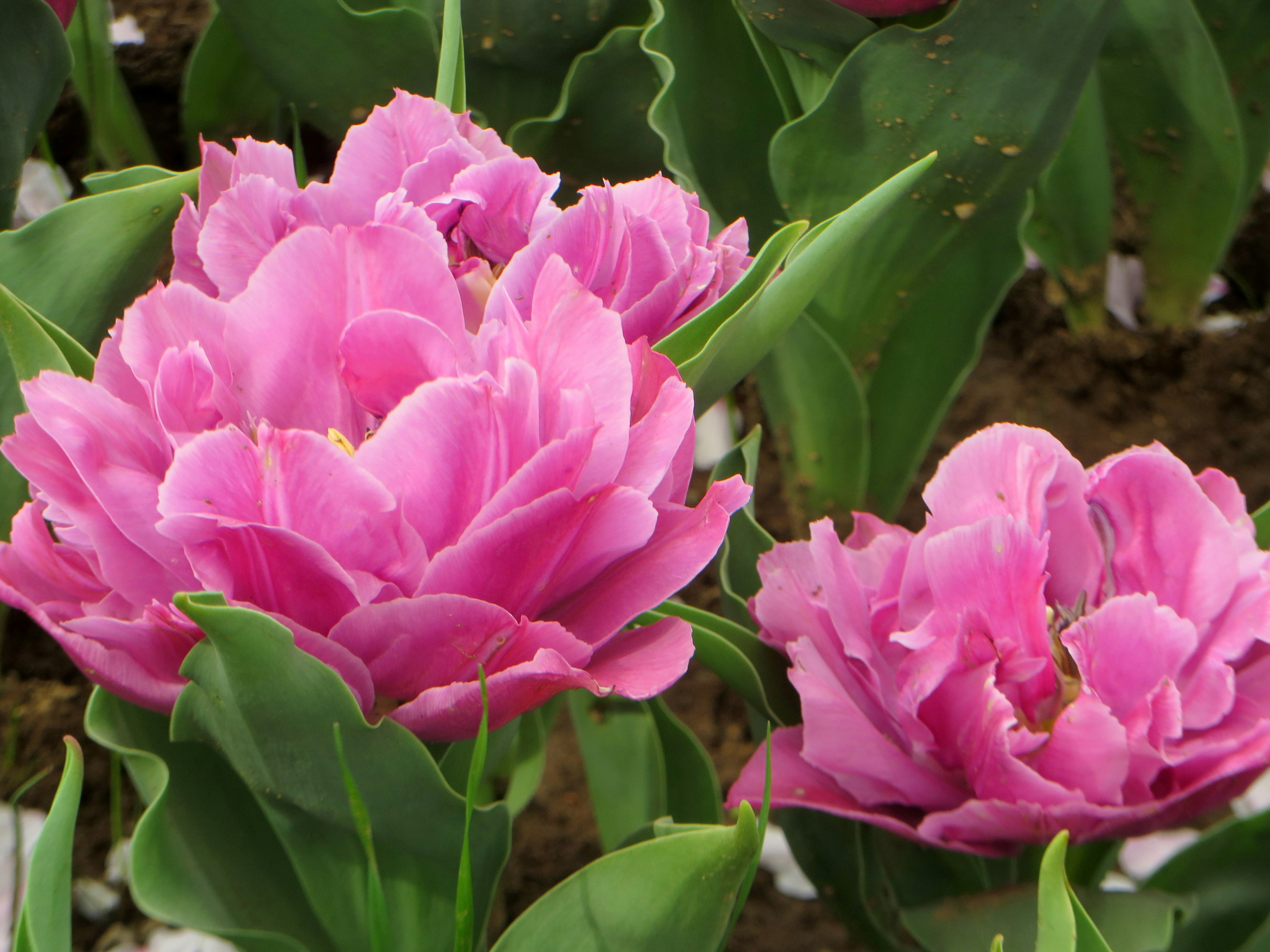 Tulipanes rosas vibrantes floreciendo en un jardín