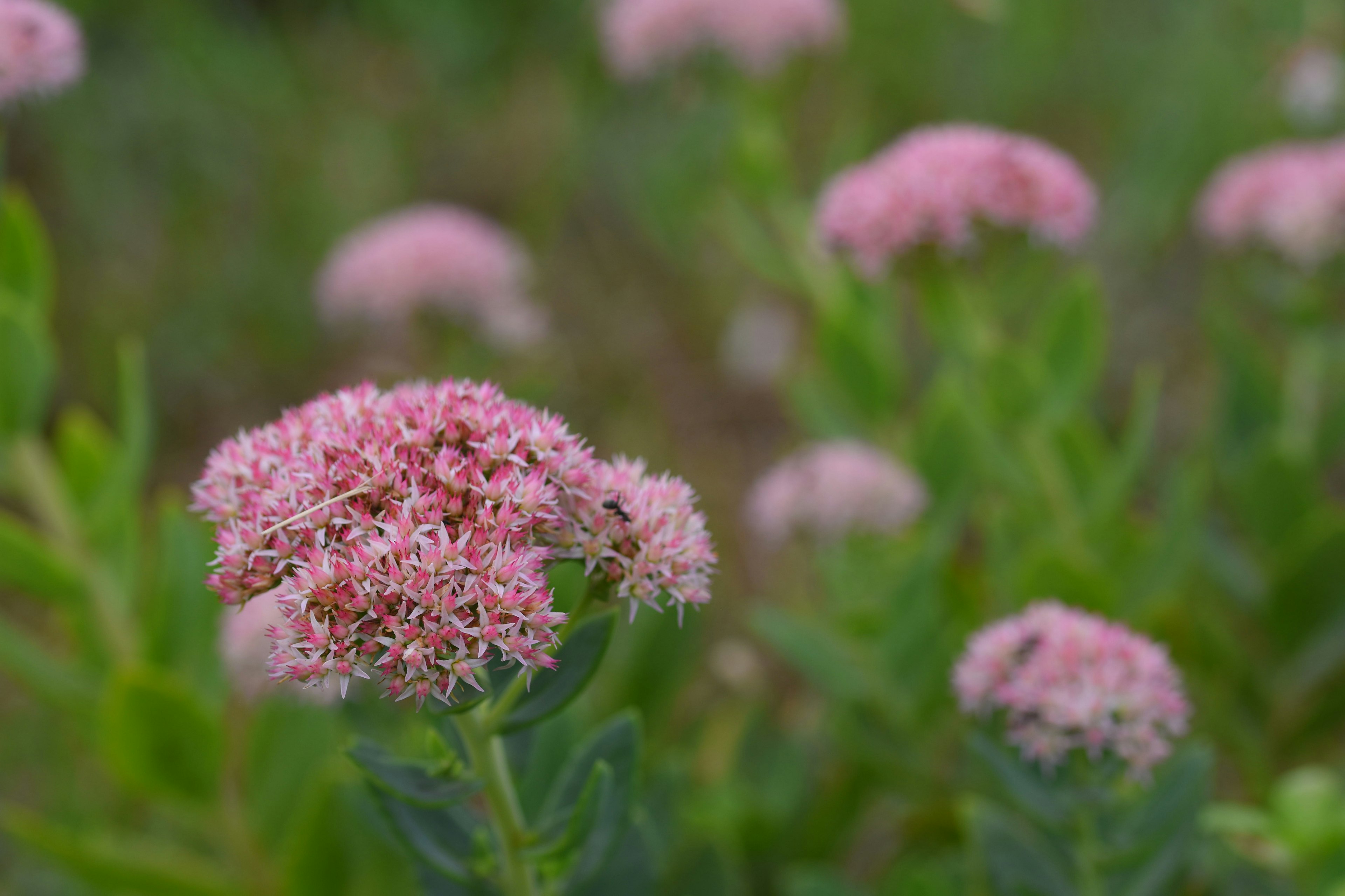 Büschel von rosa Blumen, die zwischen grünem Laub blühen