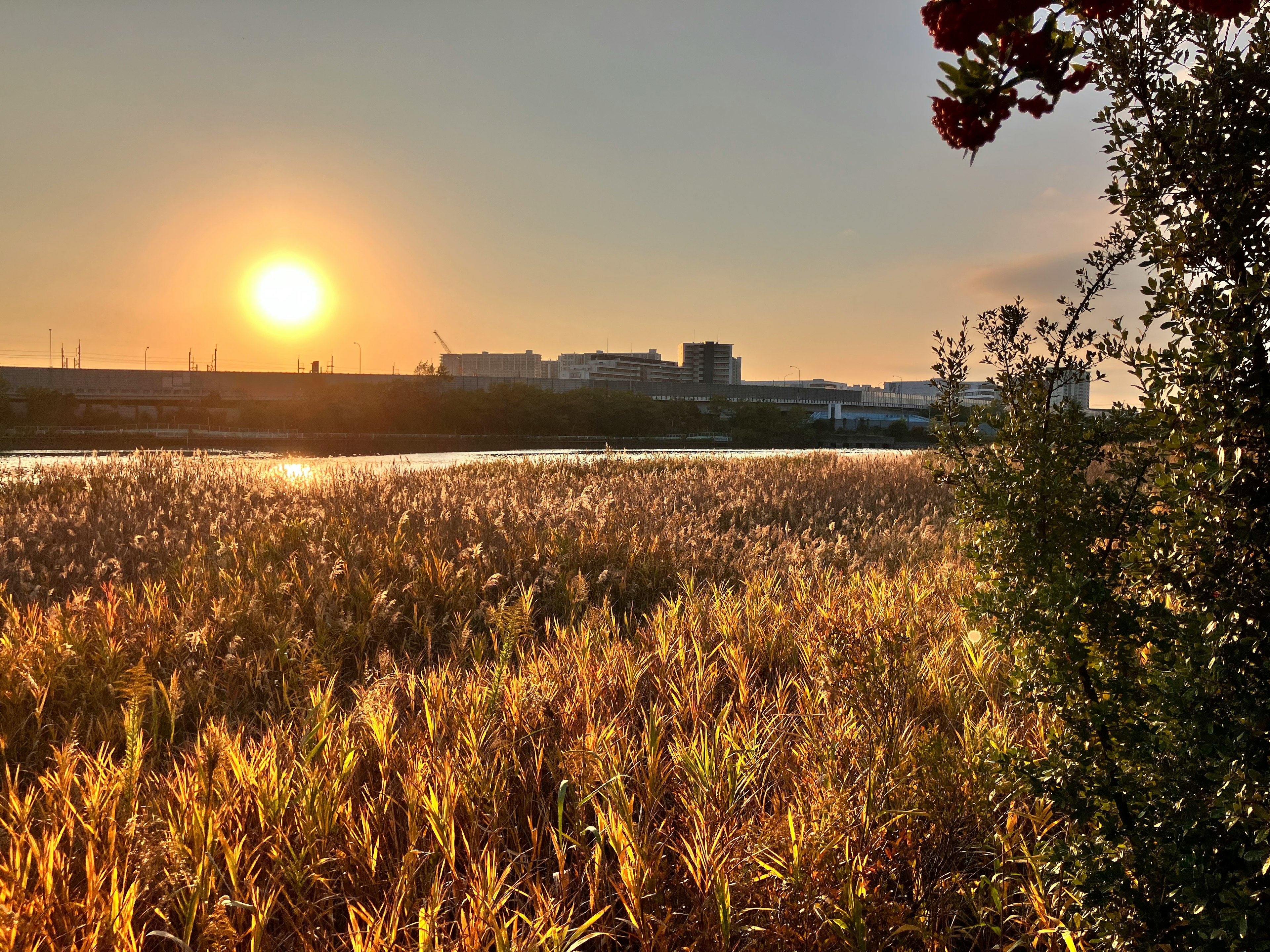 Serene landscape with a glowing sunset and golden grass