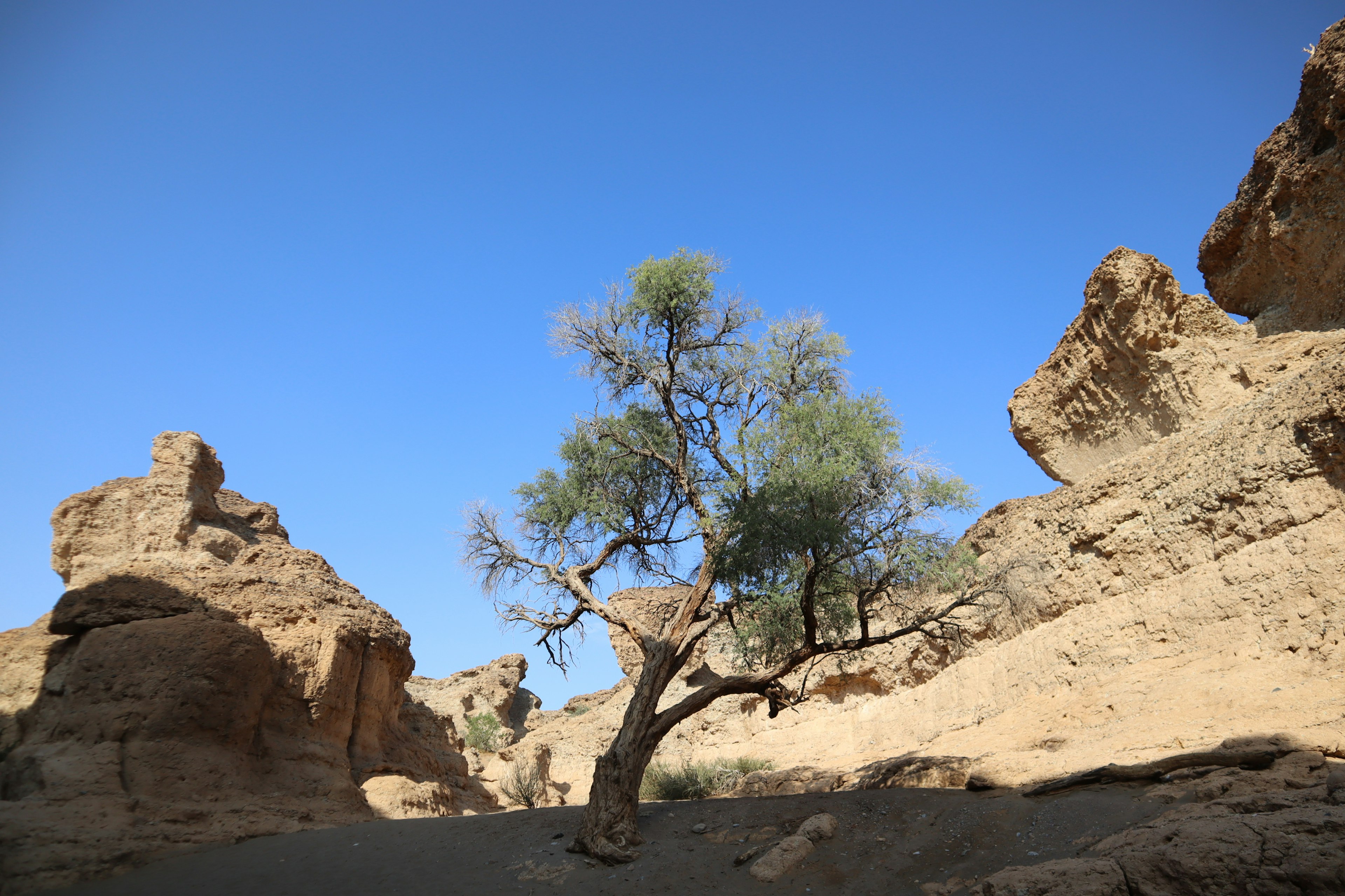 Ein einsamer Baum in einer trockenen Landschaft umgeben von Felsformationen