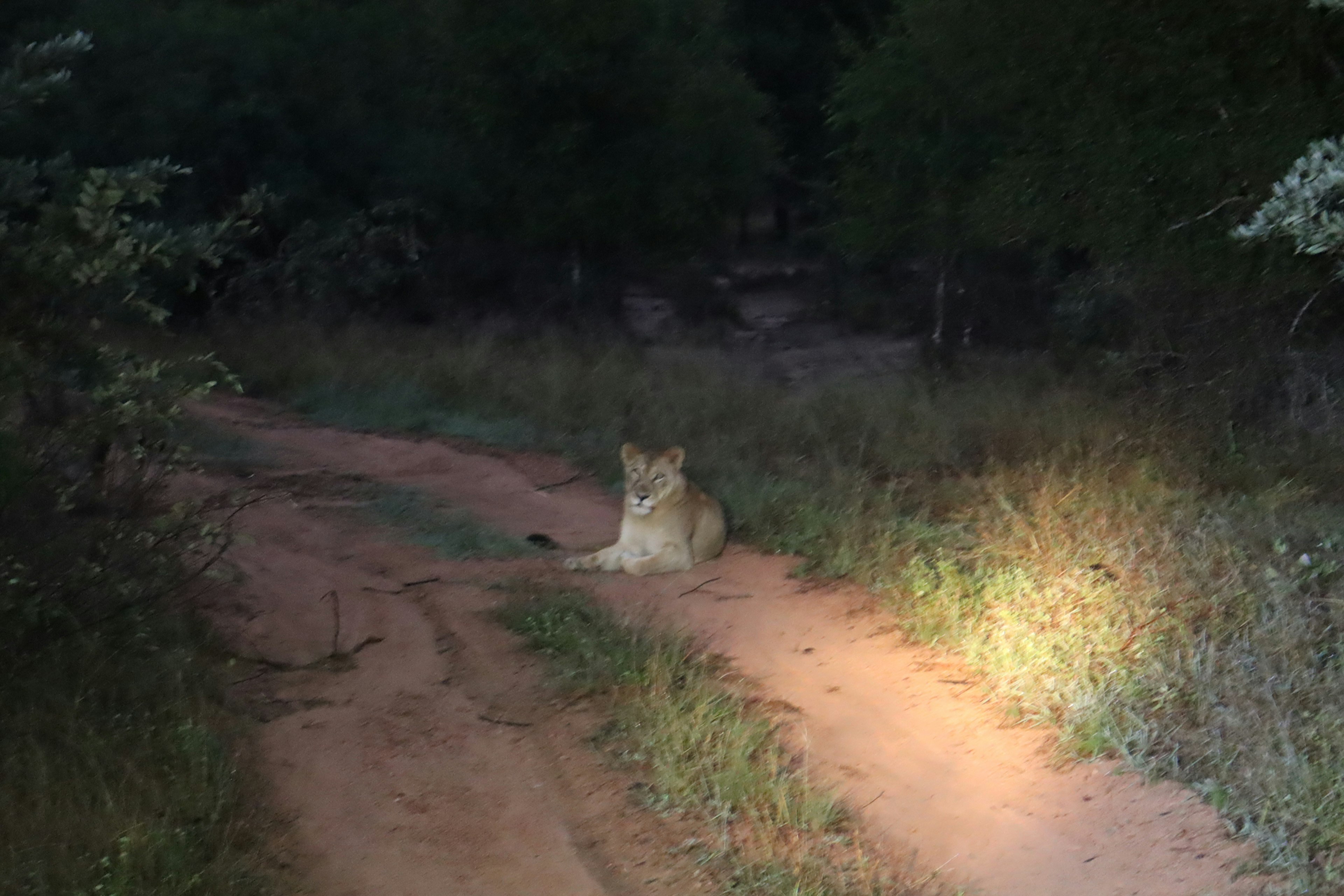 Un leone che riposa su un sentiero buio di notte