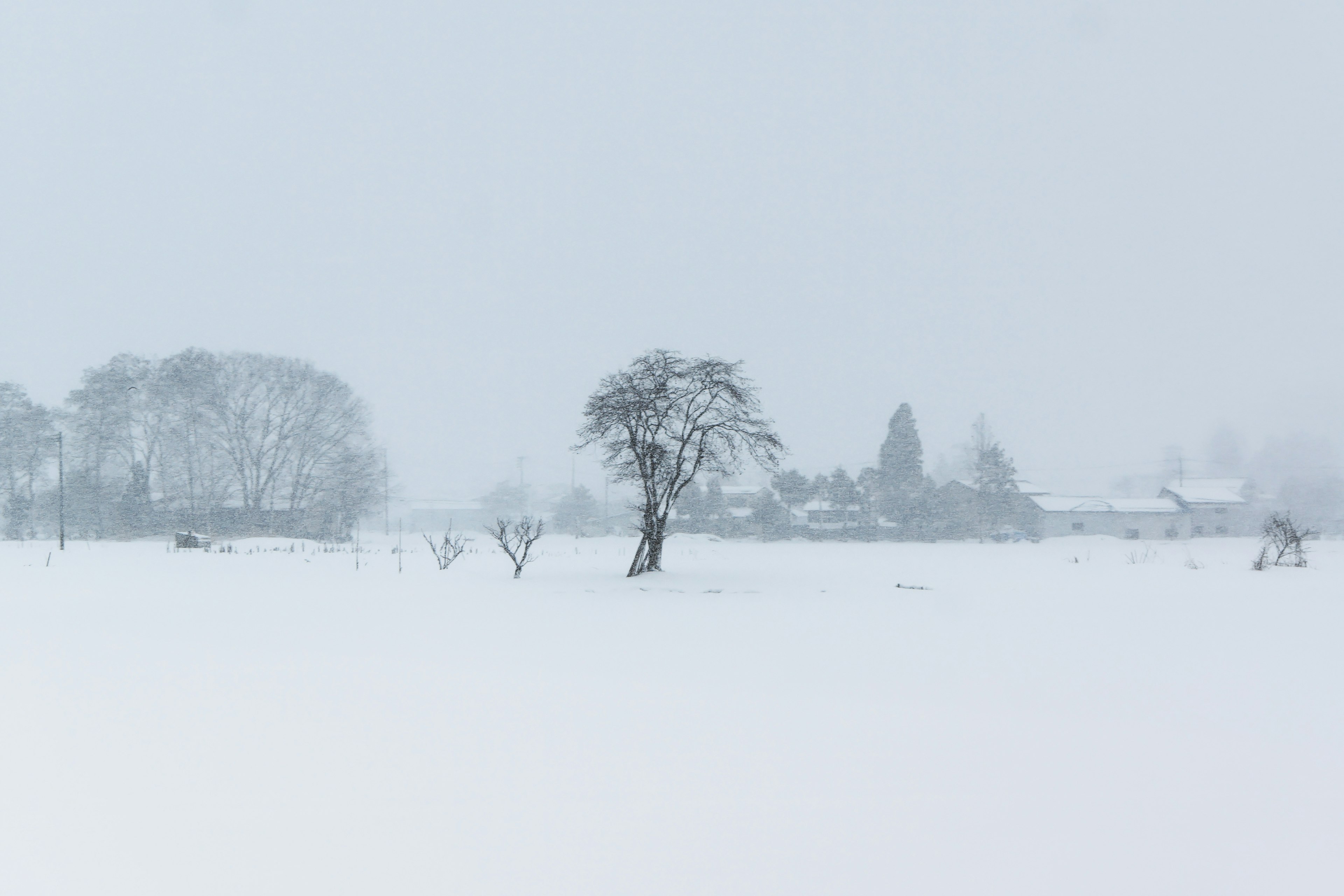 Paysage enneigé avec un arbre solitaire