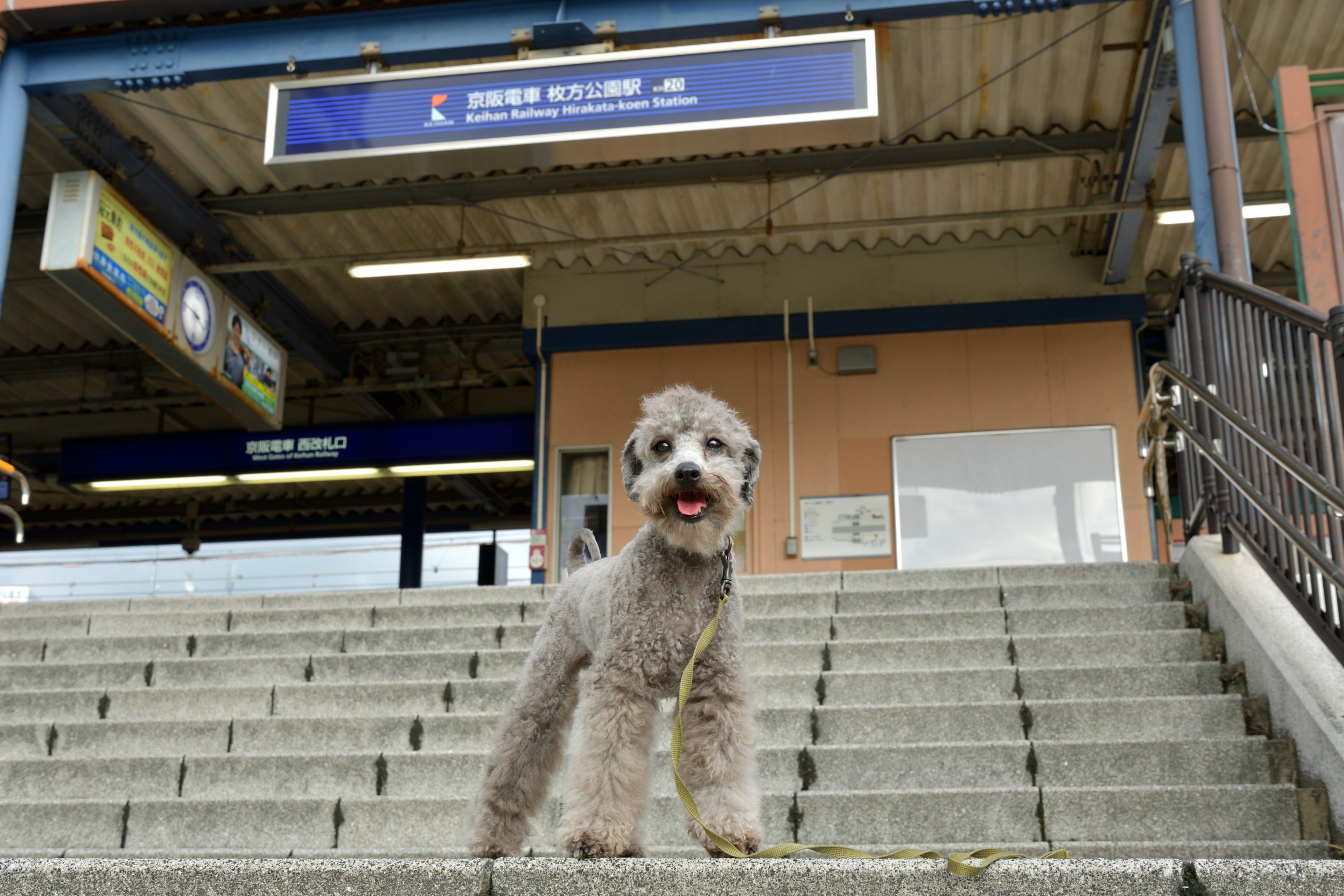 Anjing berdiri di tangga stasiun kereta