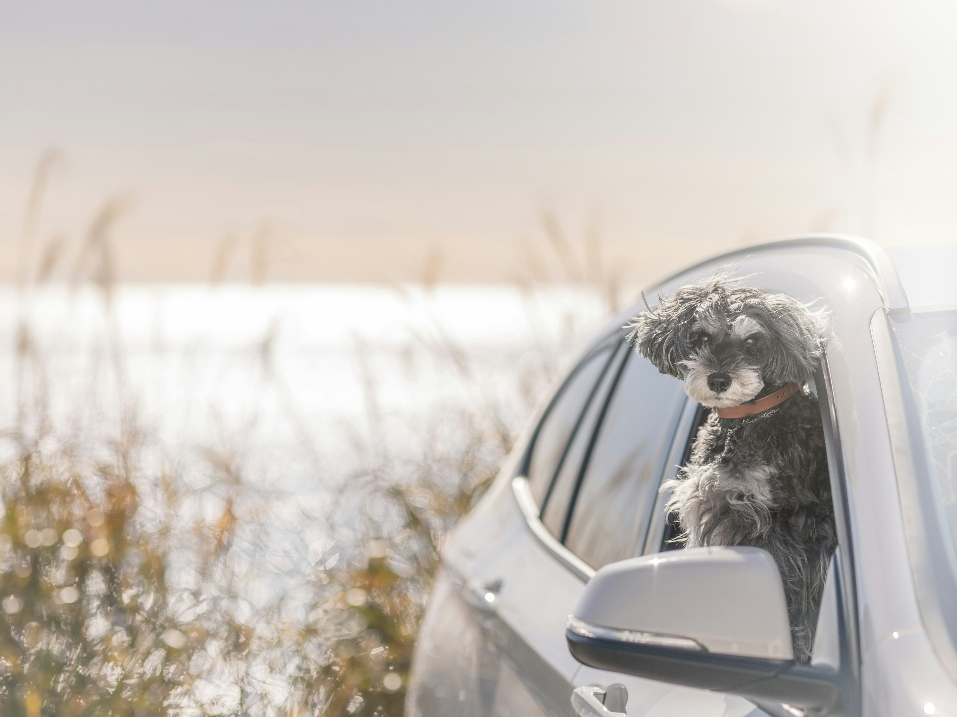 A plush dog toy looking out of a car window with a scenic background